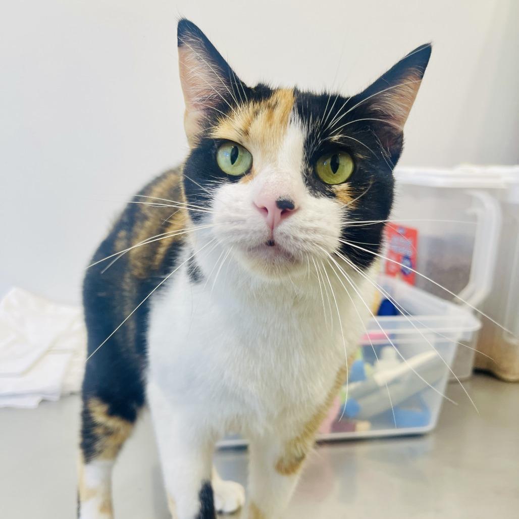 Koda 2025, a Adoptable Domestic Short Hair in Bensalem, PA image 4/5