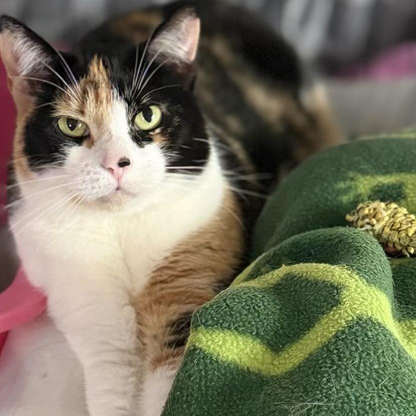 Koda 2025, a Adoptable Domestic Short Hair in Bensalem, PA image 5/5