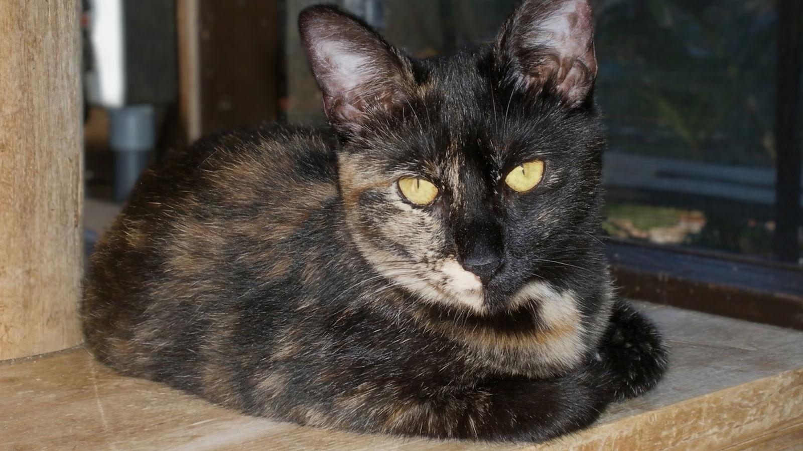 Delilah, Adoptable, Young Female Domestic Short Hair.