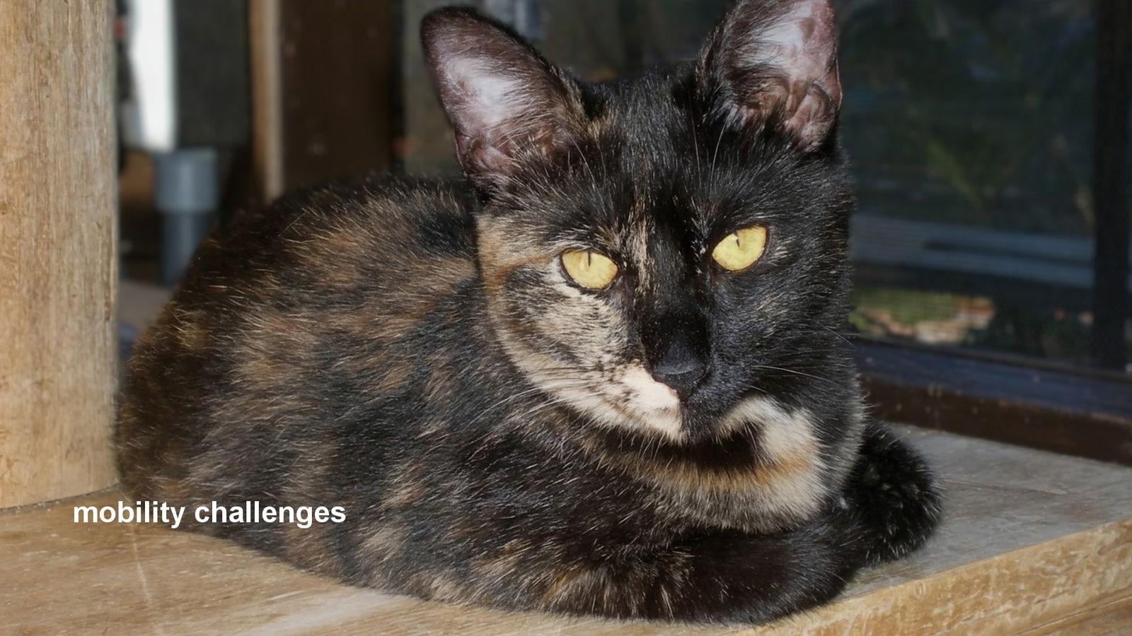 Enlarge Delilah, a Adoptable Domestic Short Hair in Santa Rosa, CA image 2/3