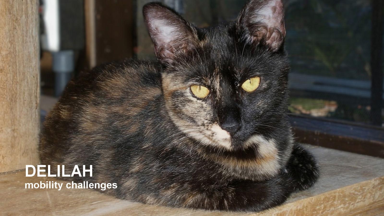 Delilah, Adoptable, Young Female Domestic Short Hair.