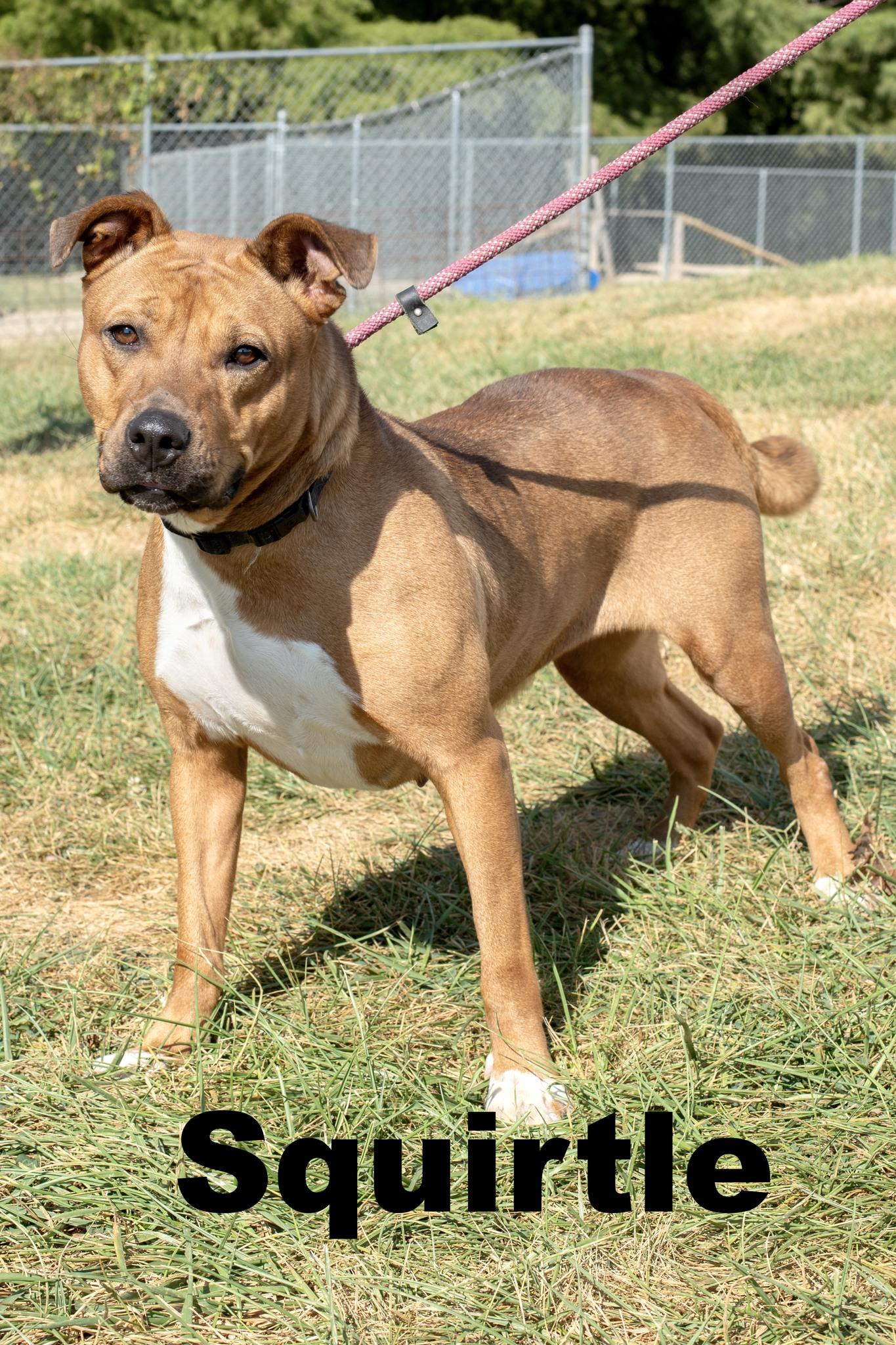 Squirtle, Adoptable, Adult Female Mixed Breed.