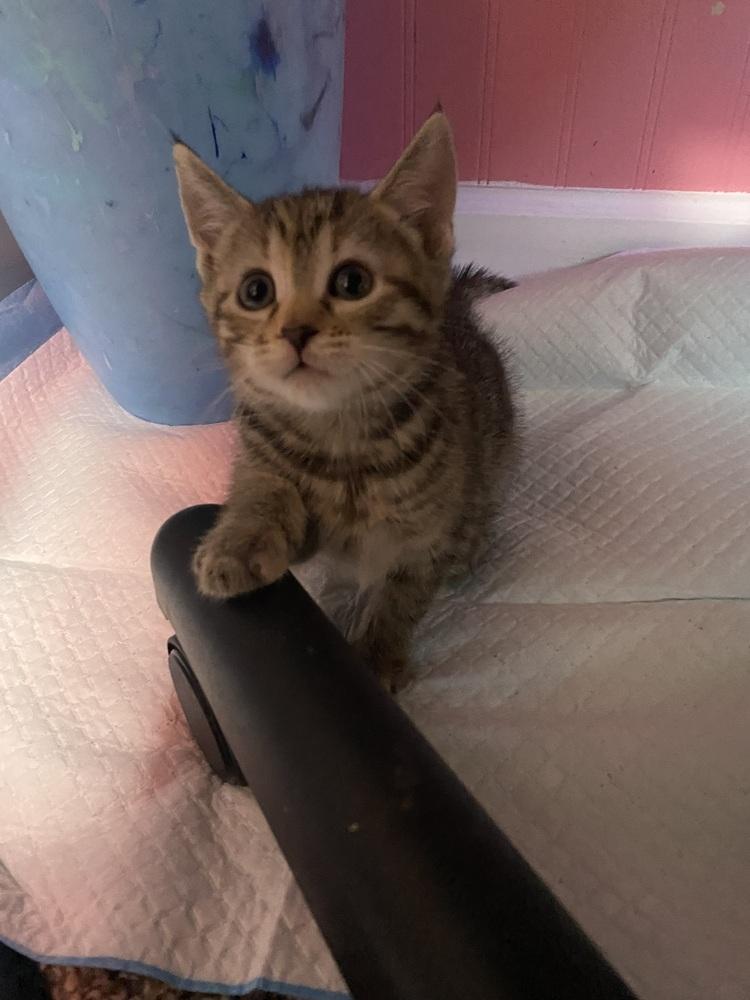 Zita (Sully Litter), Adoptable, Adult Female Domestic Short Hair.