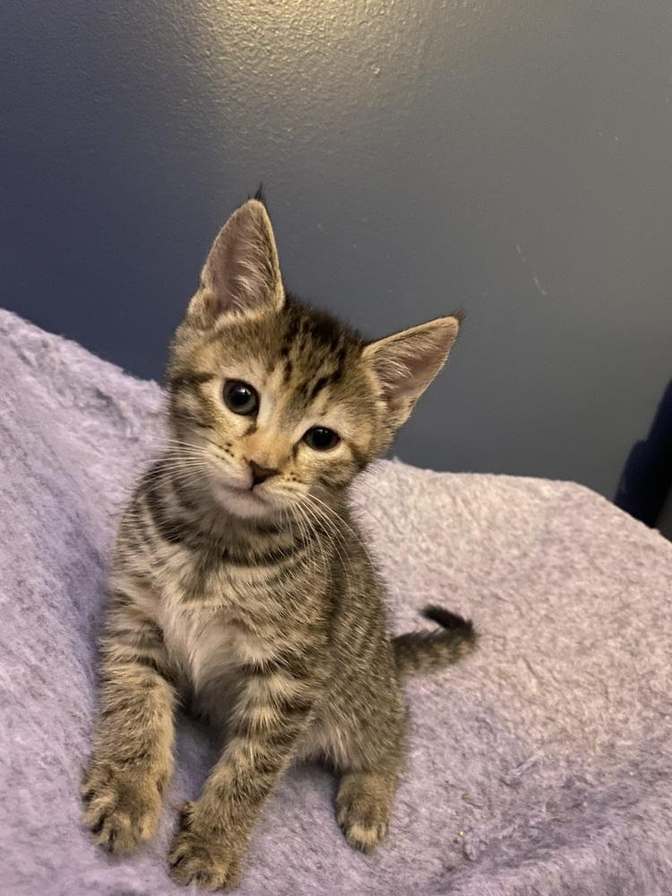 Enlarge Zita (Sully Litter), a Adoptable Domestic Short Hair in Telford, PA image 2/3