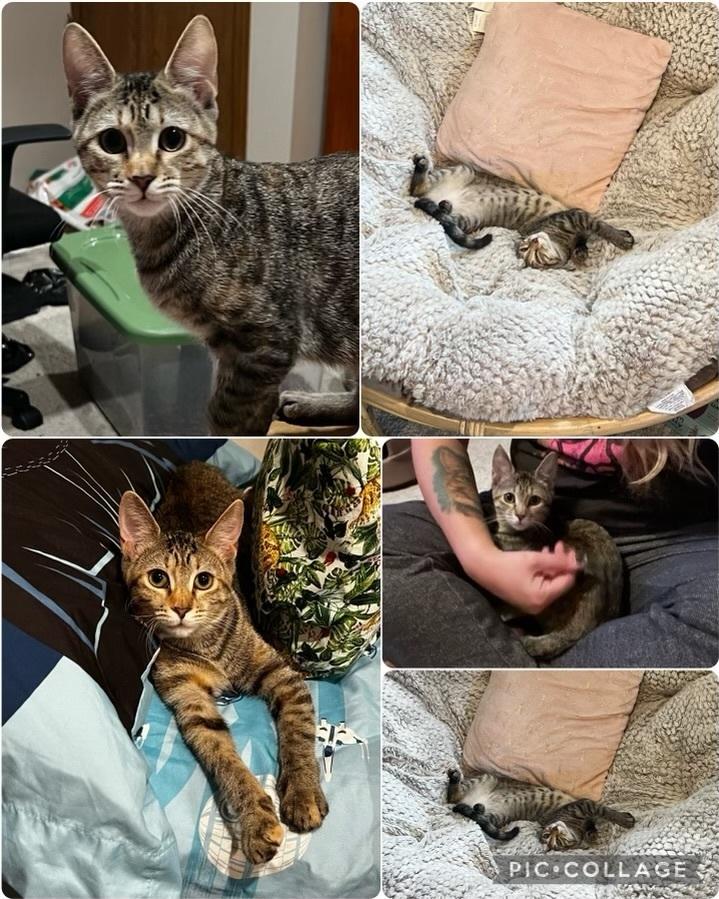 Enlarge Zita (Sully Litter), a Adoptable Domestic Short Hair in Telford, PA image 3/3