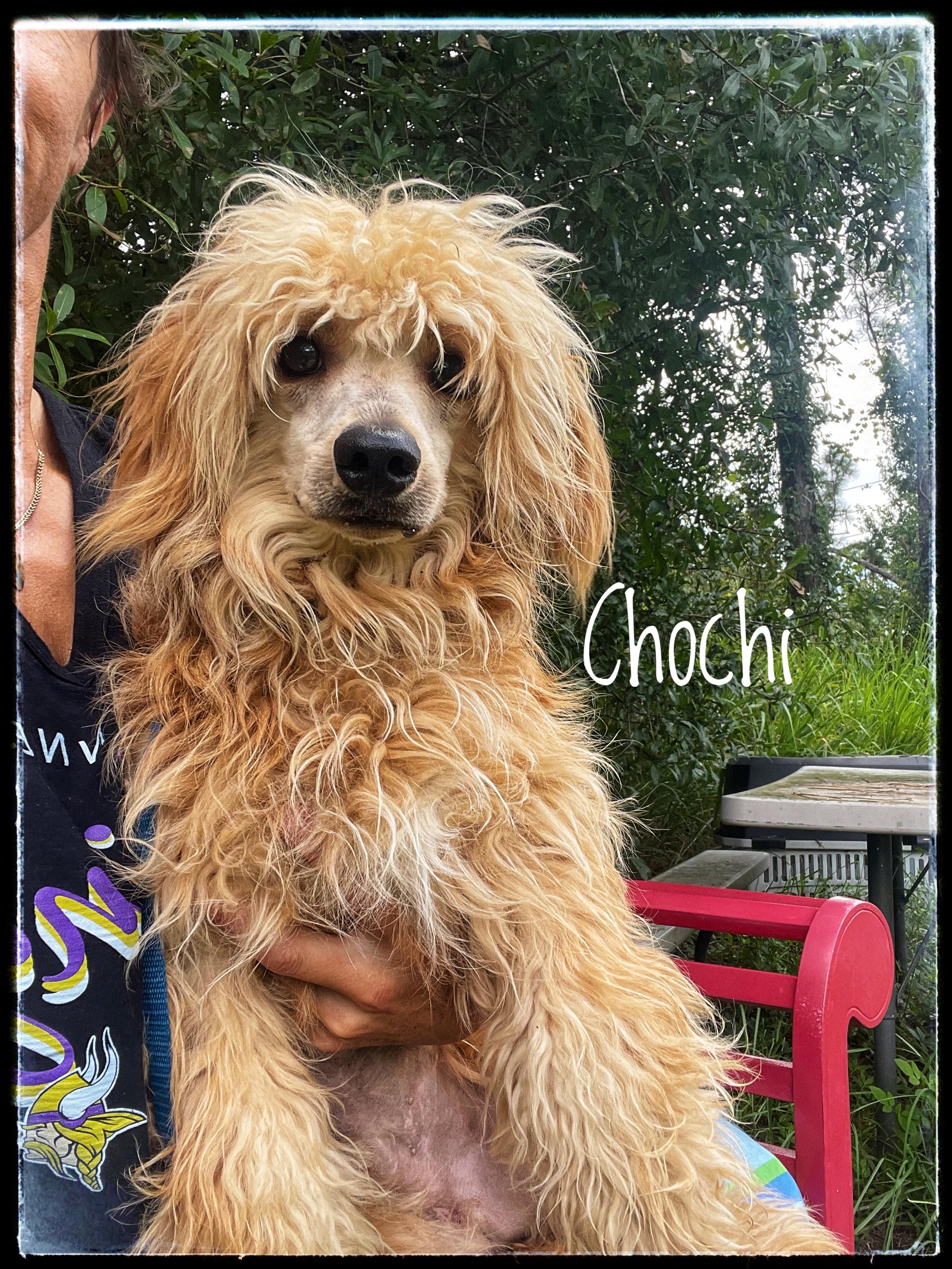 Chochi