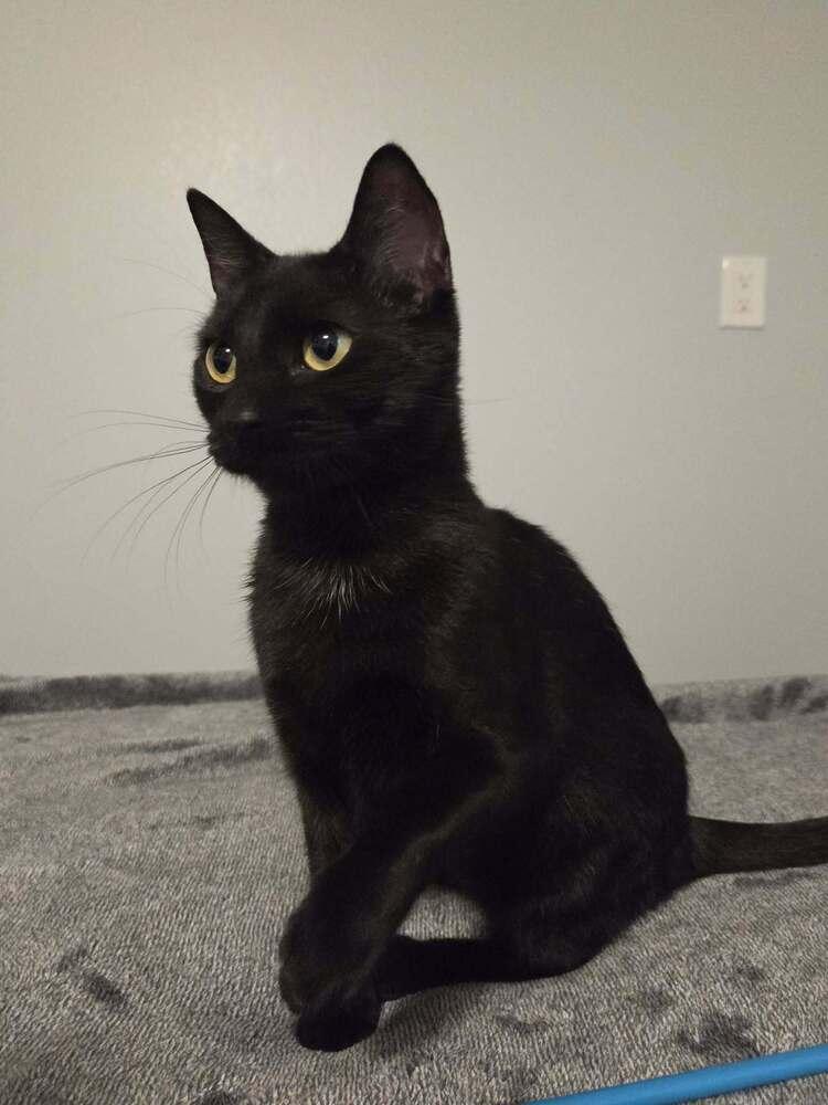 Minnie, Adoptable, Adult Female Domestic Short Hair.