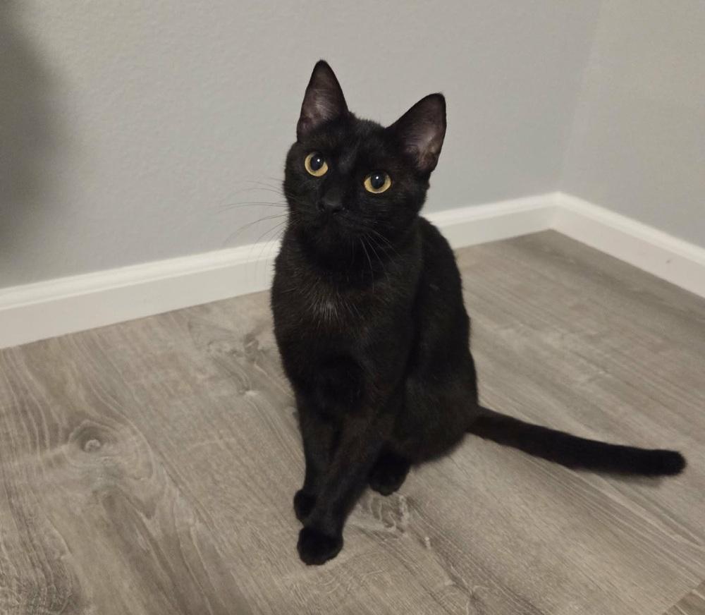 Enlarge Minnie, a Adoptable mixed breed in Sedalia, CO image 2/2