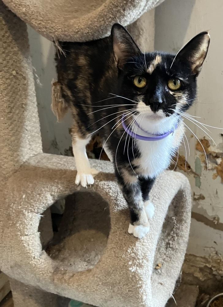 Enlarge Gemini, a Adoptable Domestic Short Hair in New Woodstock, NY image 1/1
