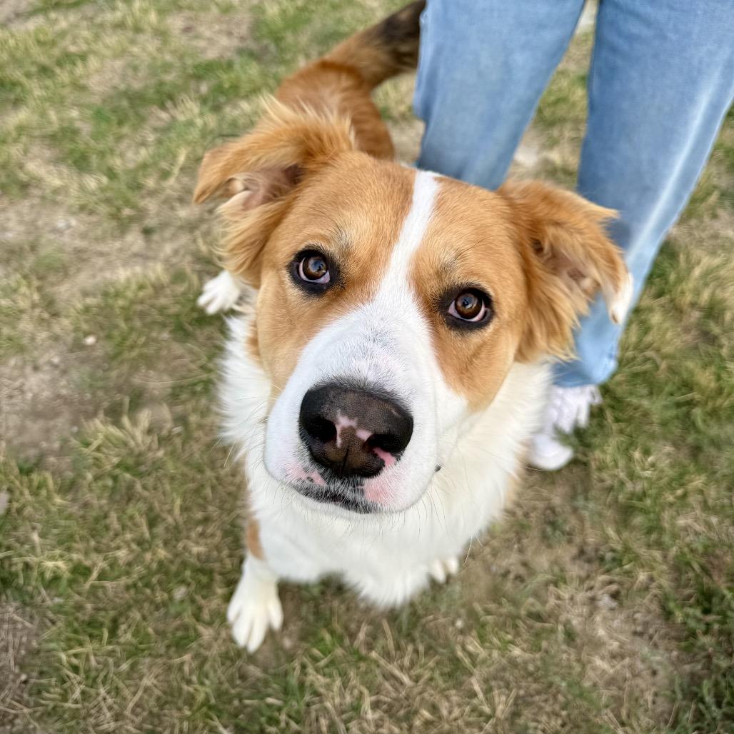 Enlarge Buster, a Adoptable mixed breed in Great Falls, MT image 1/2