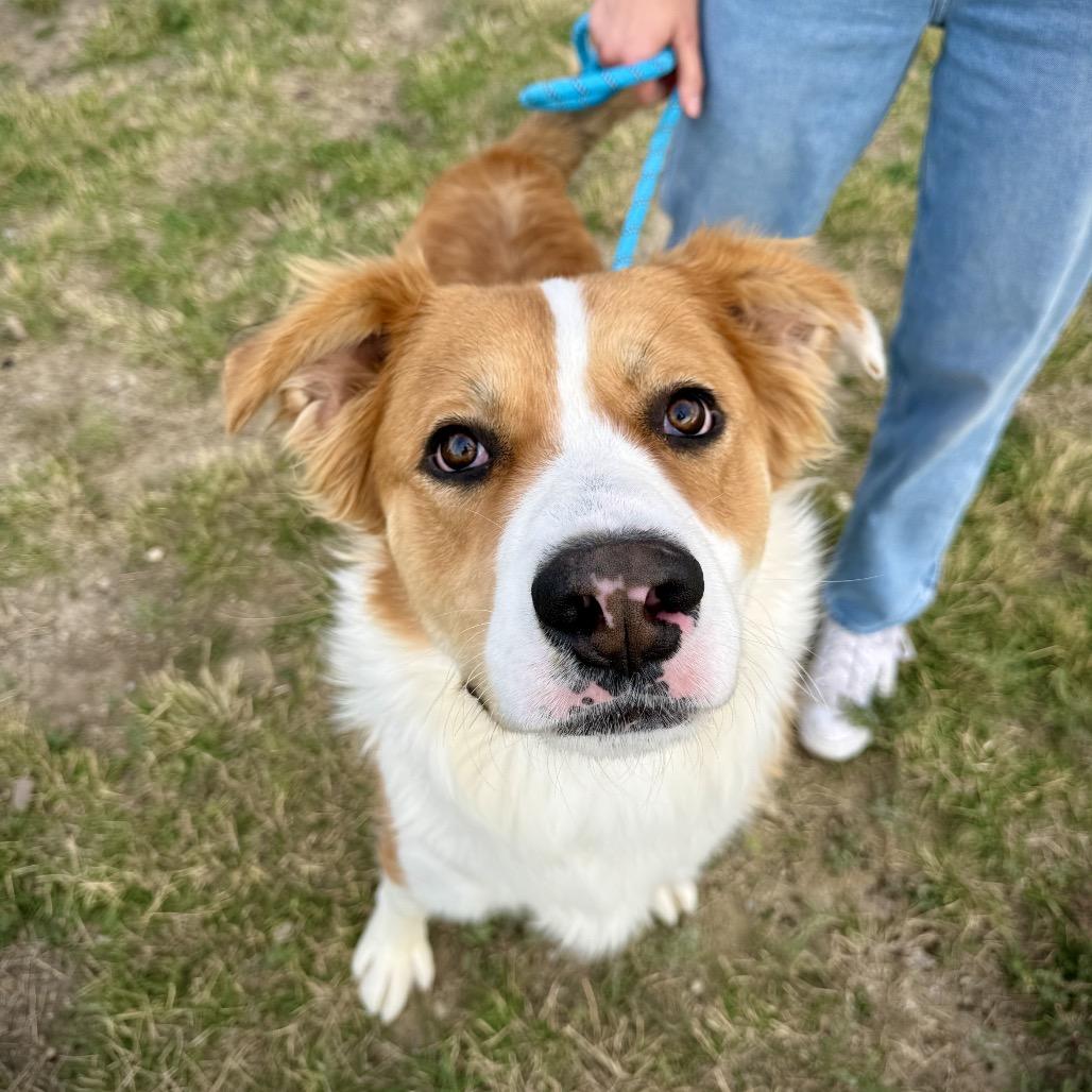 Enlarge Buster, a Adoptable mixed breed in Great Falls, MT image 2/2
