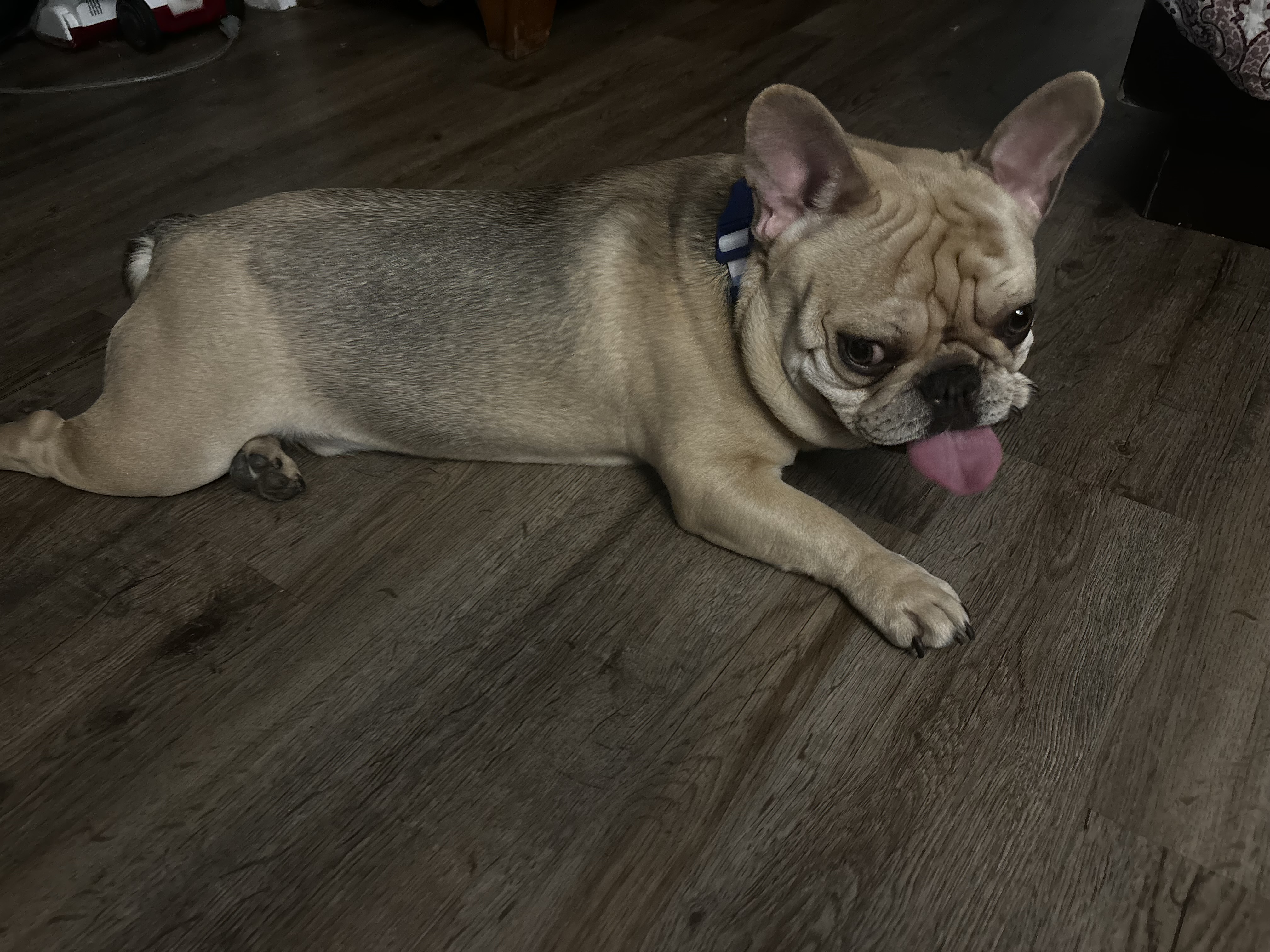 Enlarge Oliver, a Adopted French Bulldog in Port Saint Lucie, FL image 5/6