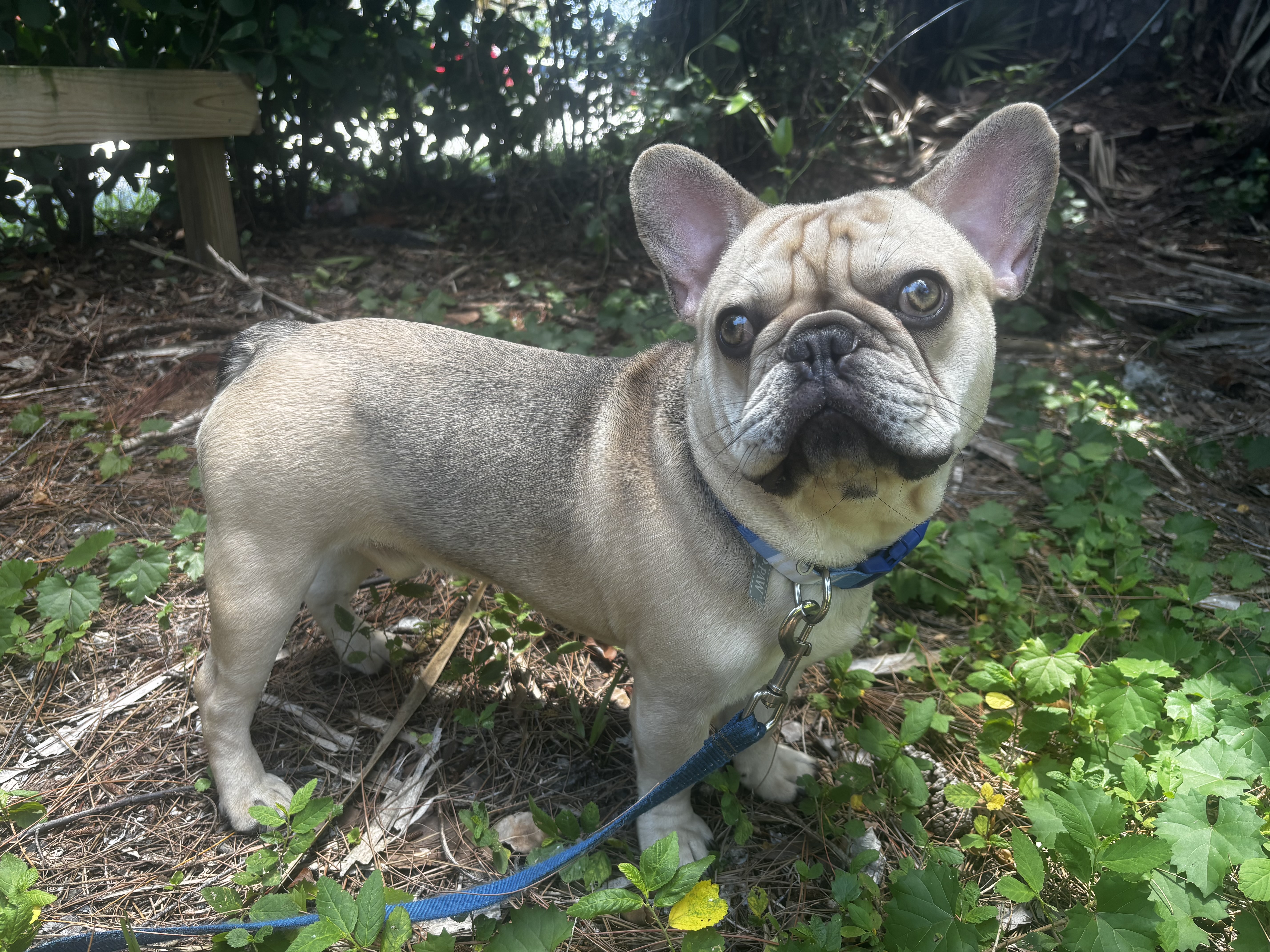 Oliver, Adopted, Young Male French Bulldog.