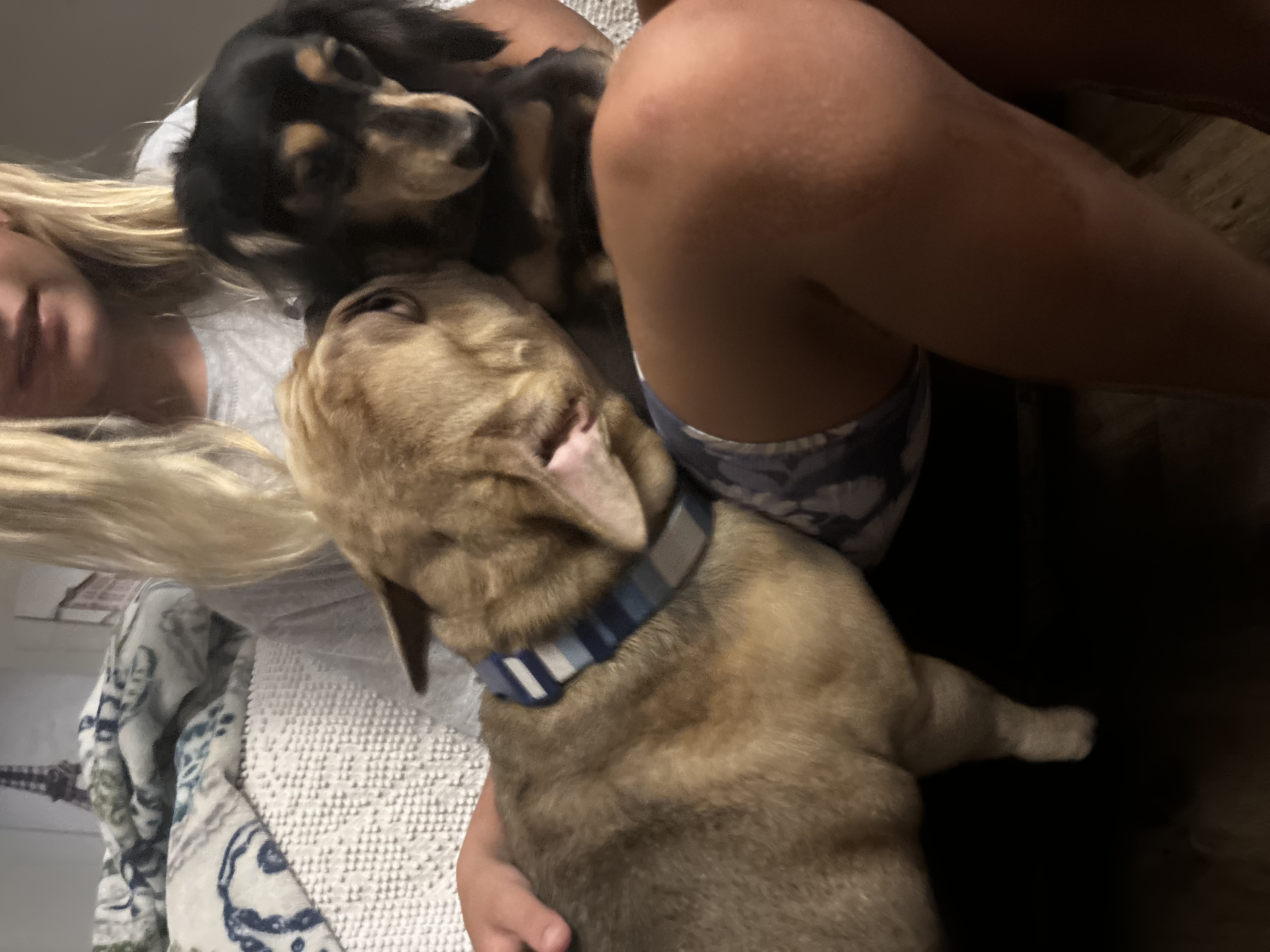 Enlarge Oliver, a Adopted French Bulldog in Port Saint Lucie, FL image 6/6