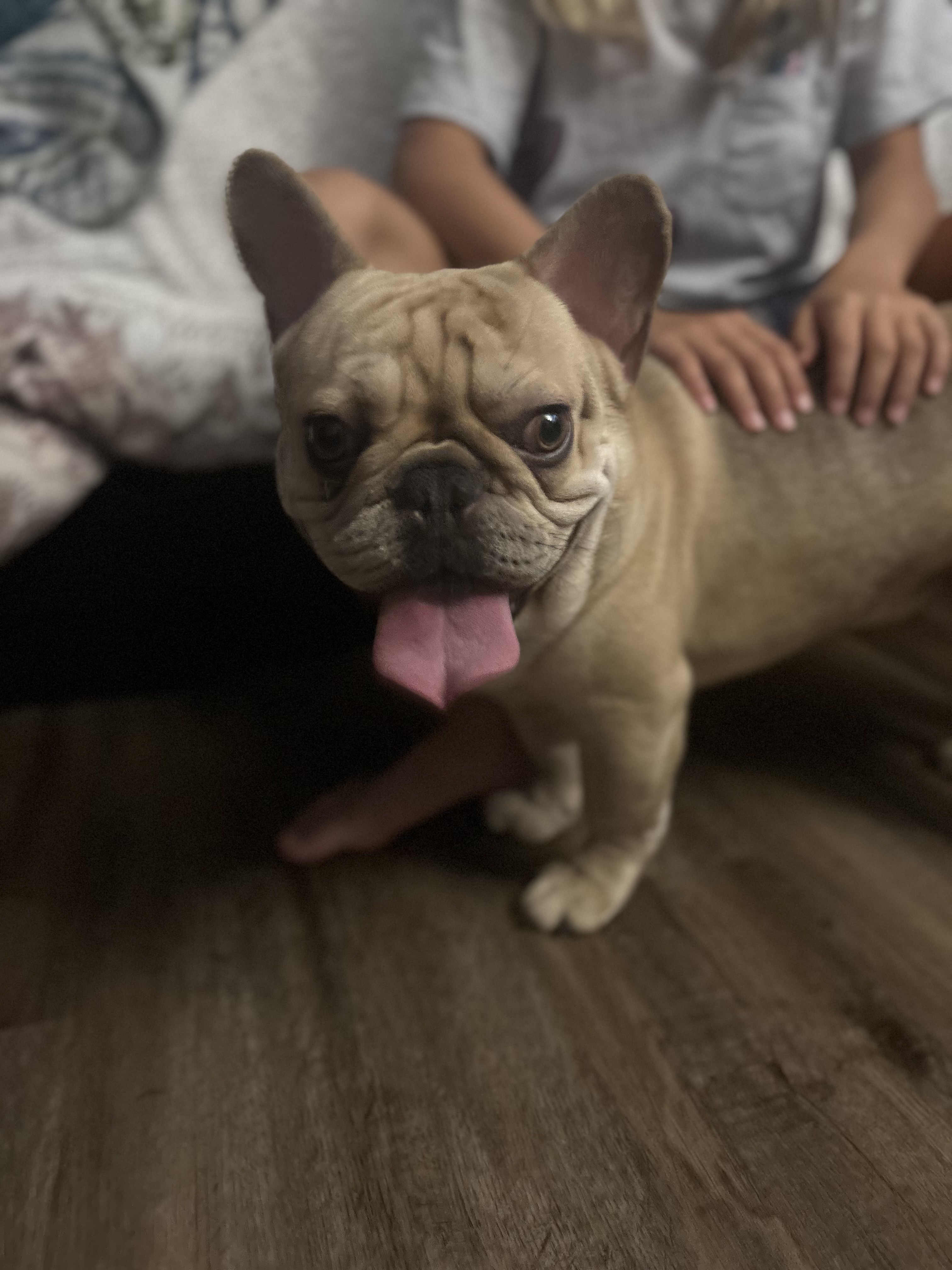 Enlarge Oliver, a Adopted French Bulldog in Port Saint Lucie, FL image 3/6