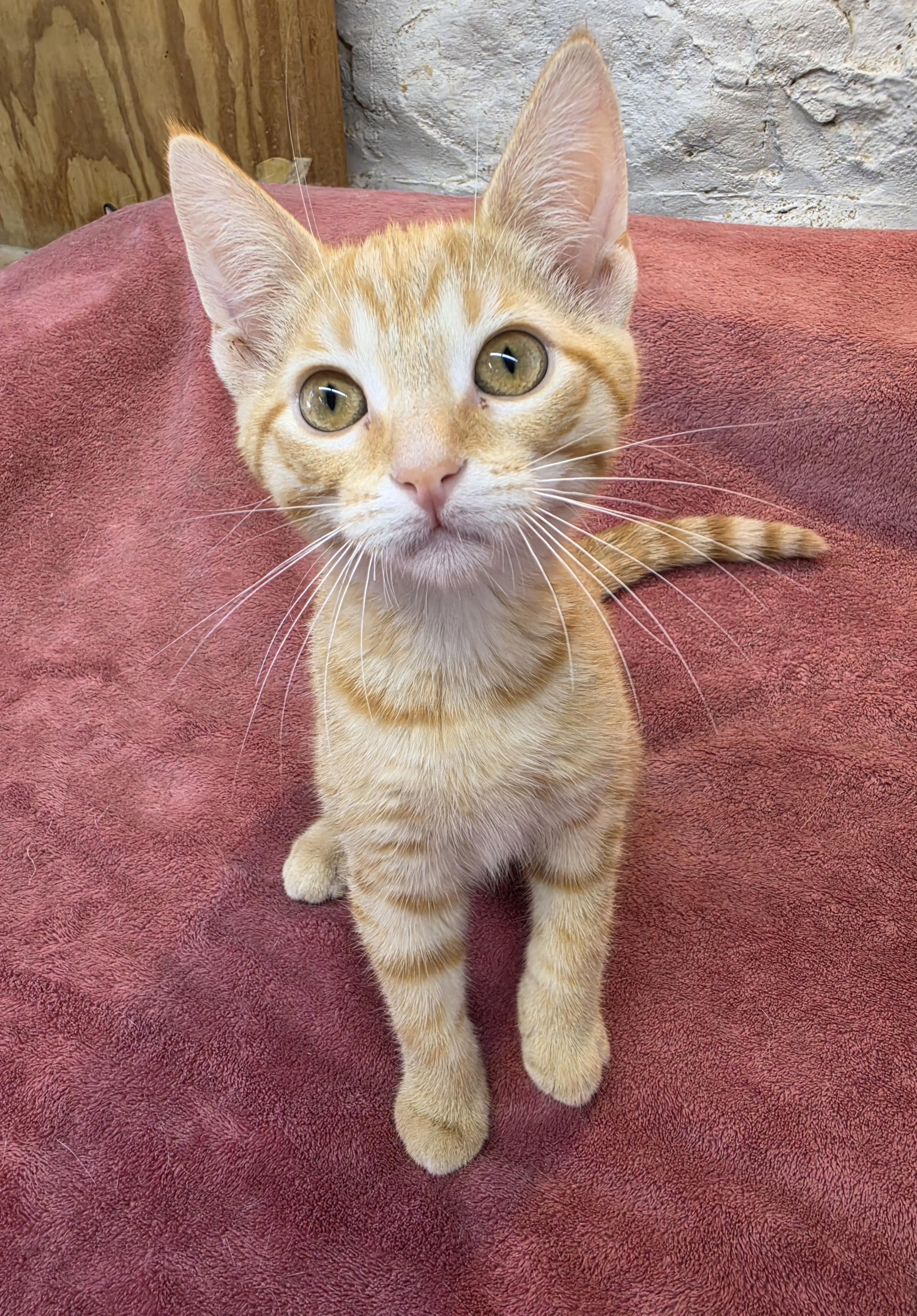 Enlarge Fritz, a Adoptable Domestic Short Hair in Avon, OH image 2/4