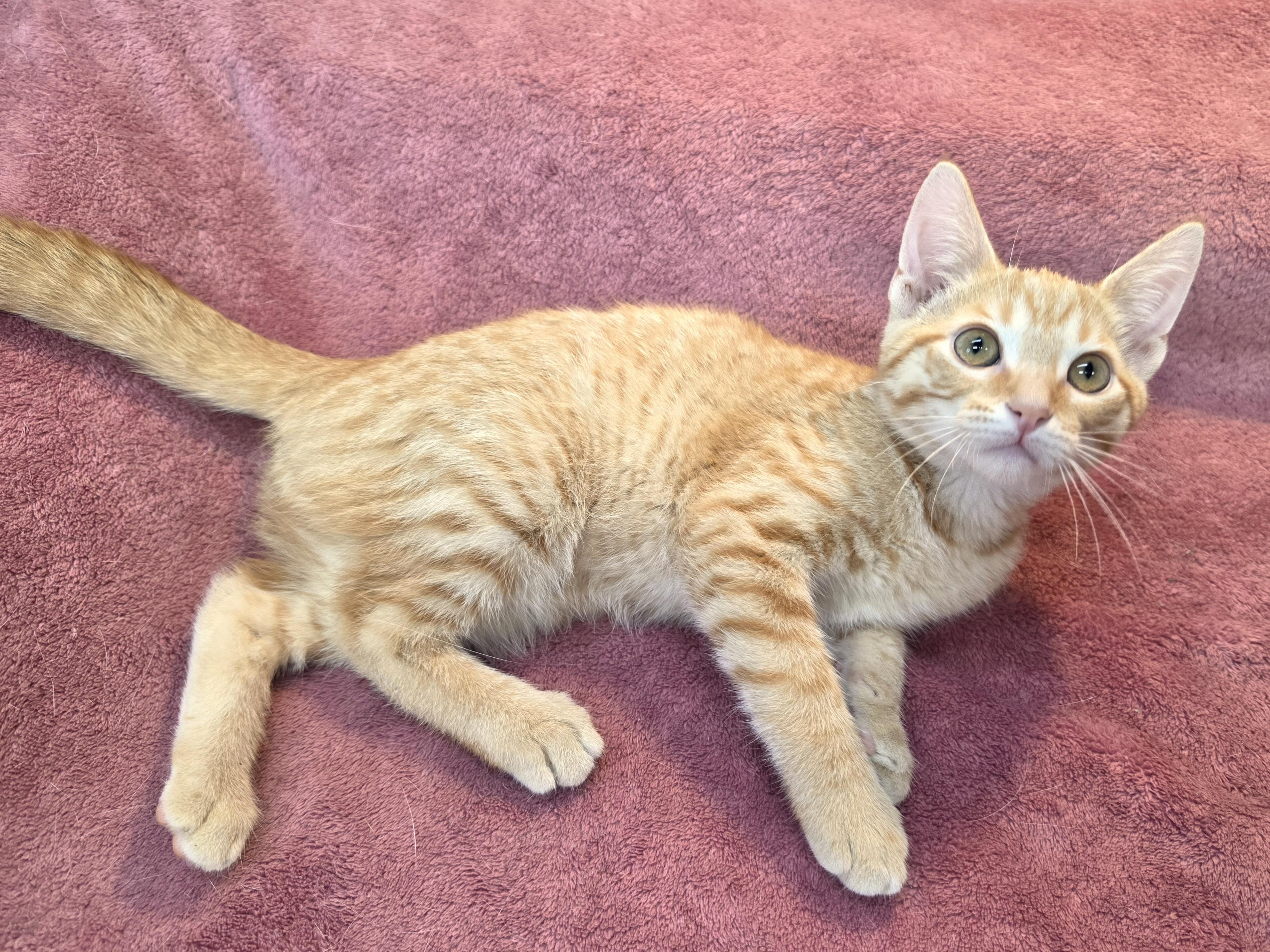 Enlarge Fritz, a Adoptable Domestic Short Hair in Avon, OH image 4/4