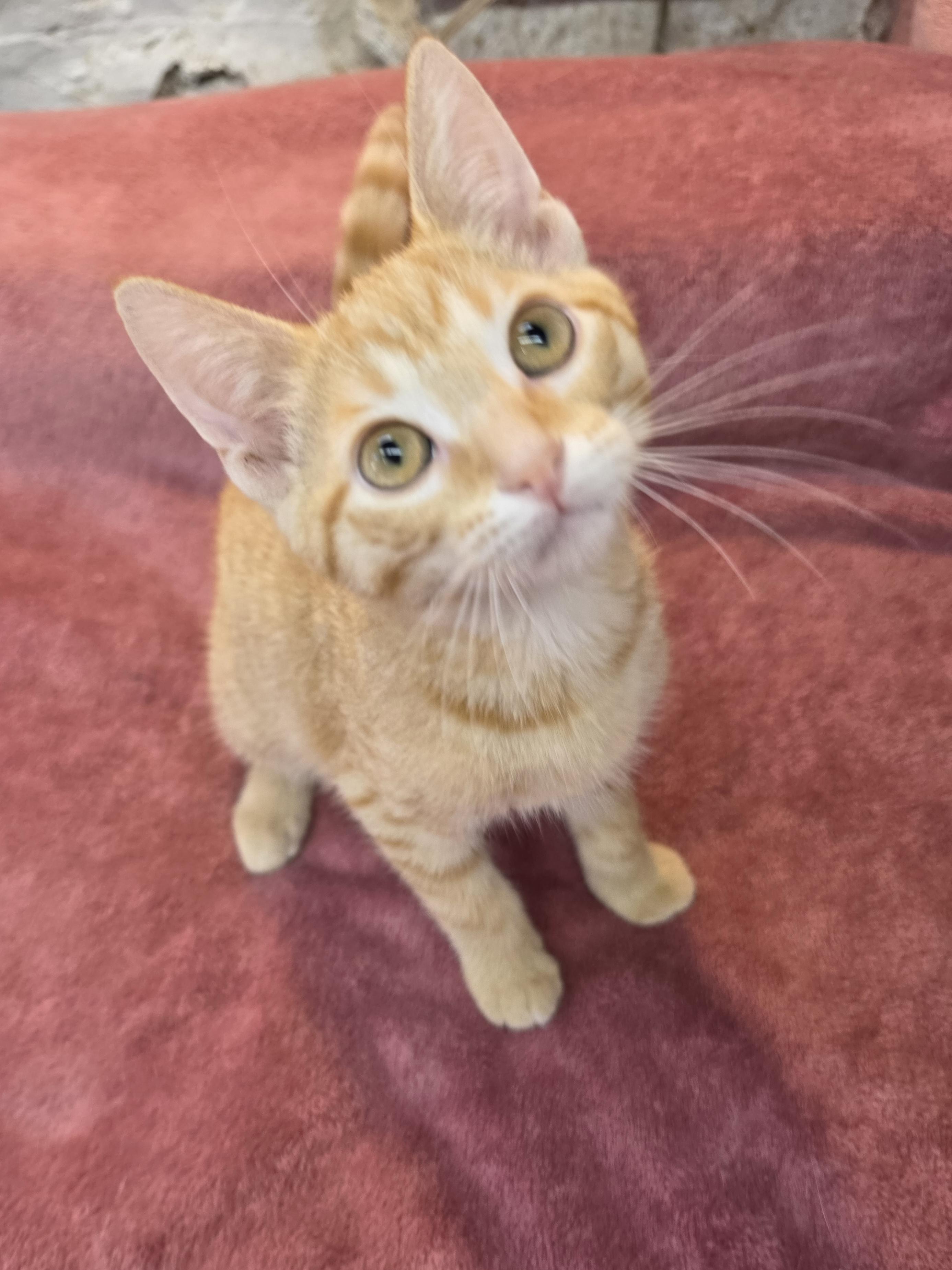 Enlarge Fritz, a Adoptable Domestic Short Hair in Avon, OH image 3/4