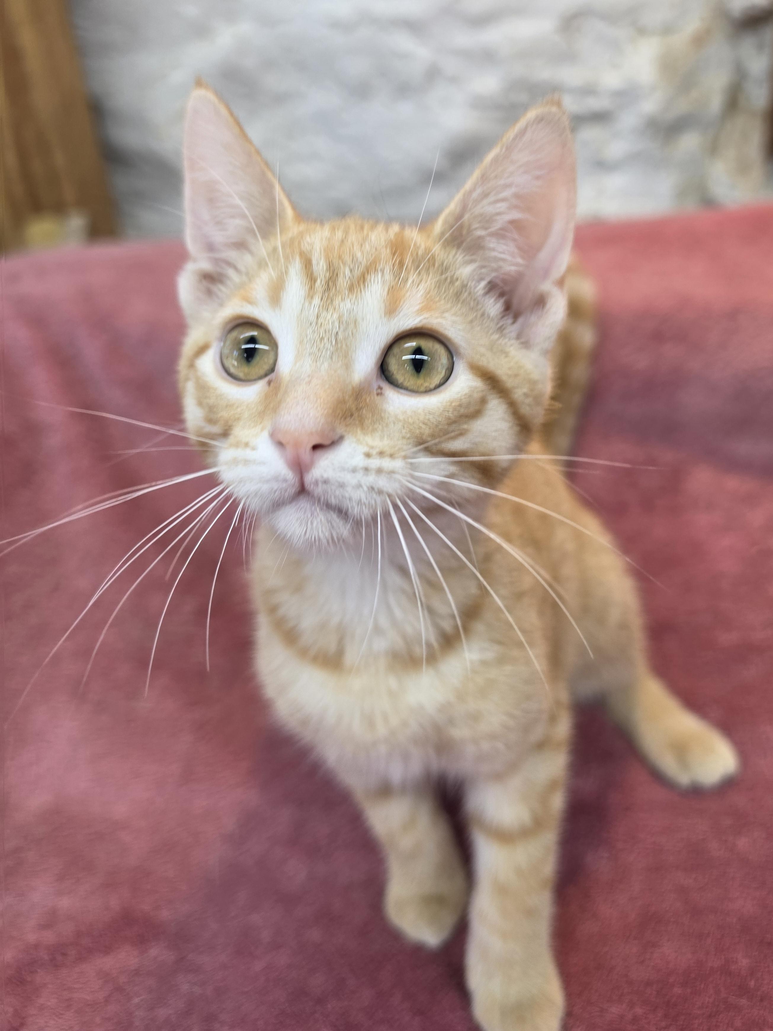 Fritz, Adoptable, Kitten Male Domestic Short Hair.
