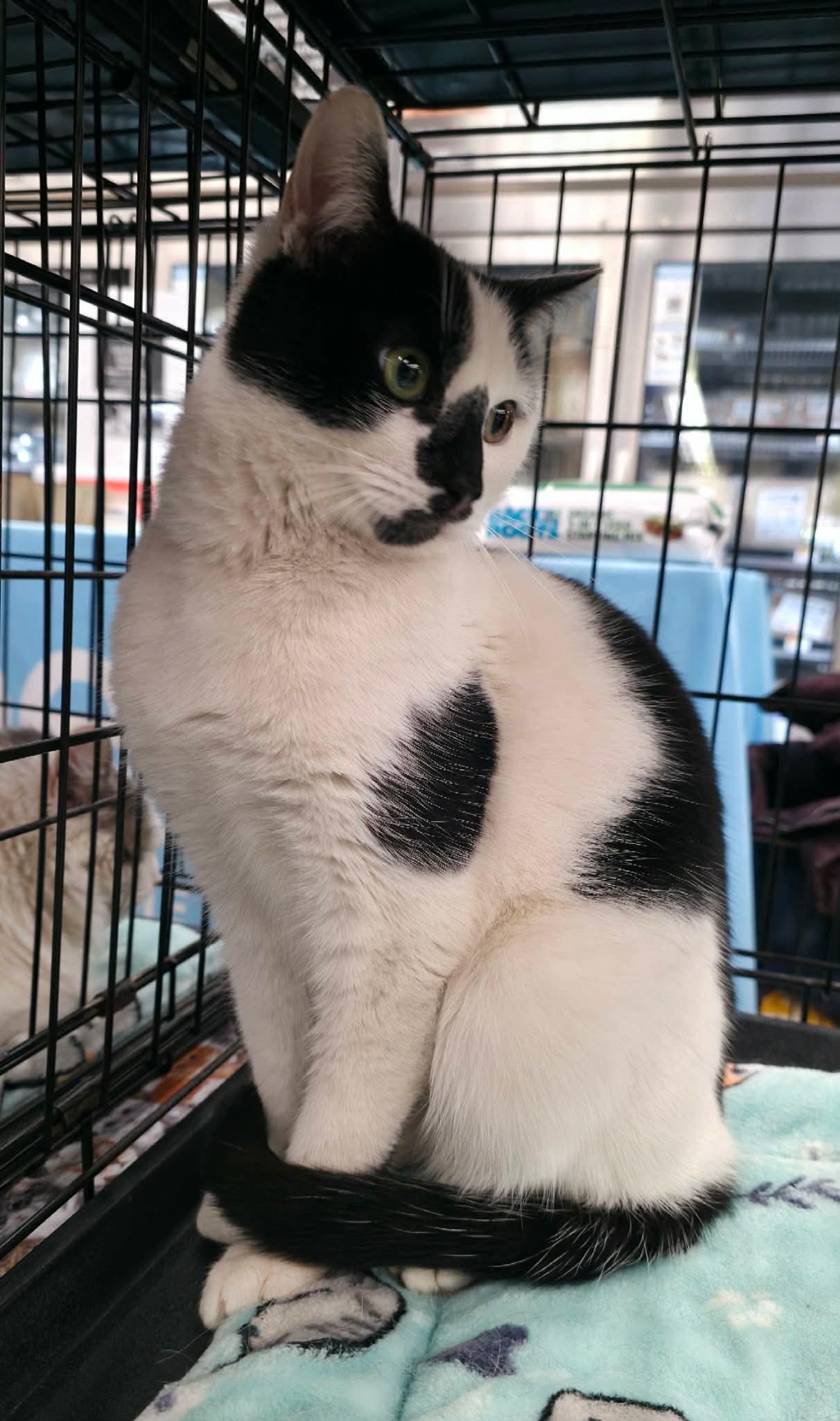 Pixel - Adoptable Pet | Petfinder