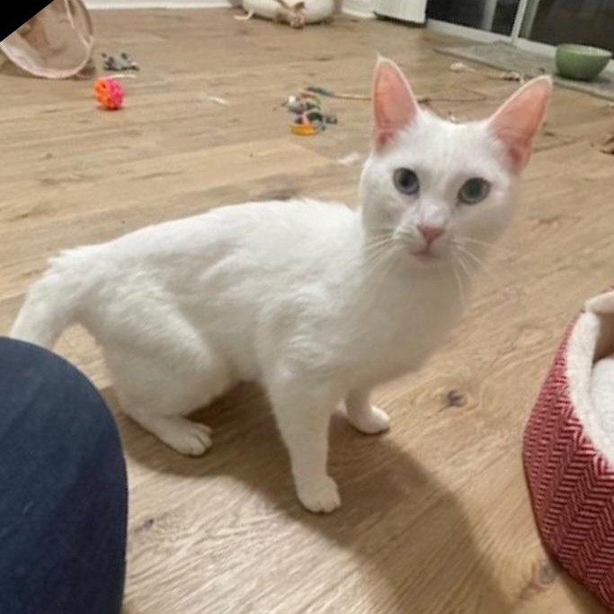 Enlarge Anna and Elsa, an adopted Domestic Short Hair in Orlando, FL image 5/6