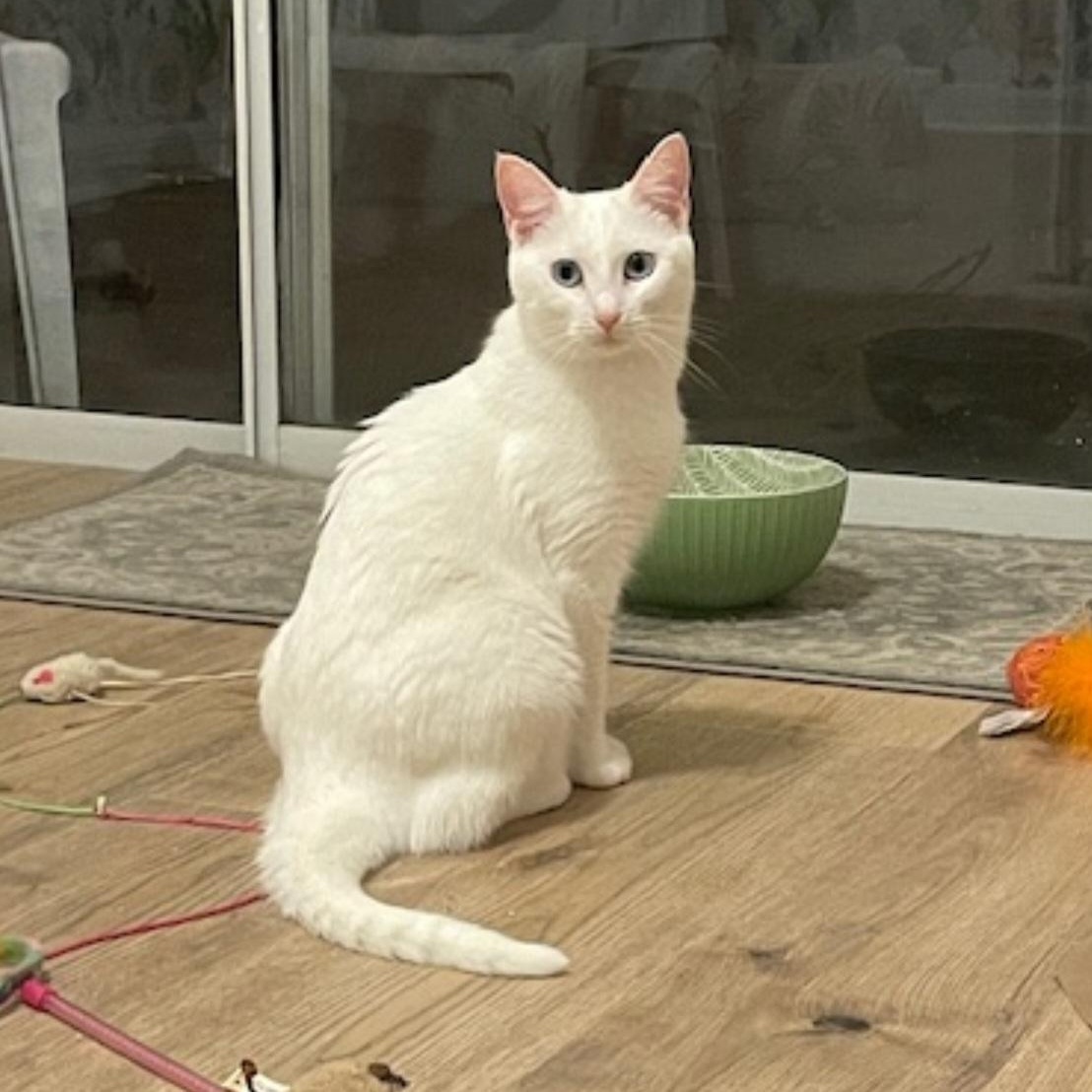 Enlarge Anna and Elsa, an adopted Domestic Short Hair in Orlando, FL image 2/6