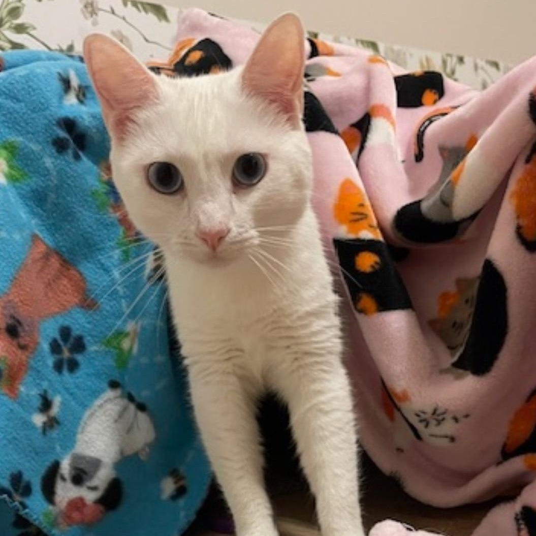 Enlarge Anna and Elsa, an adopted Domestic Short Hair in Orlando, FL image 6/6