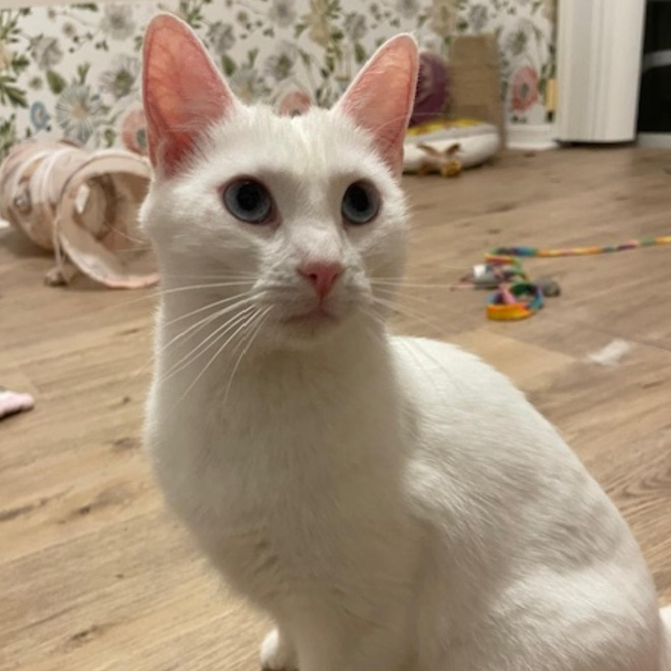 Enlarge Anna and Elsa, an adopted Domestic Short Hair in Orlando, FL image 4/6