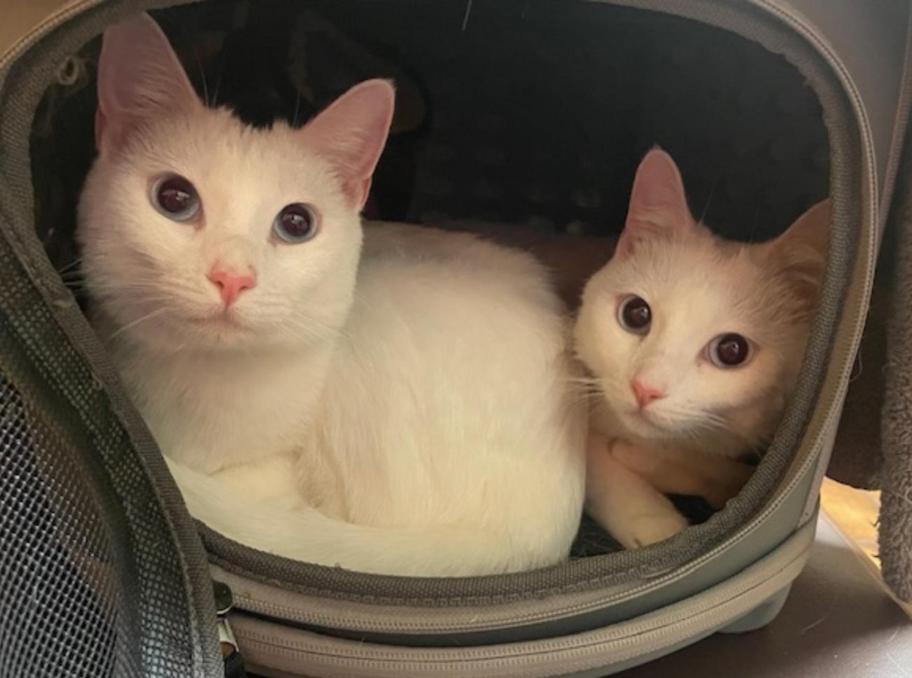 Enlarge Anna and Elsa, an adopted Domestic Short Hair in Orlando, FL image 3/6