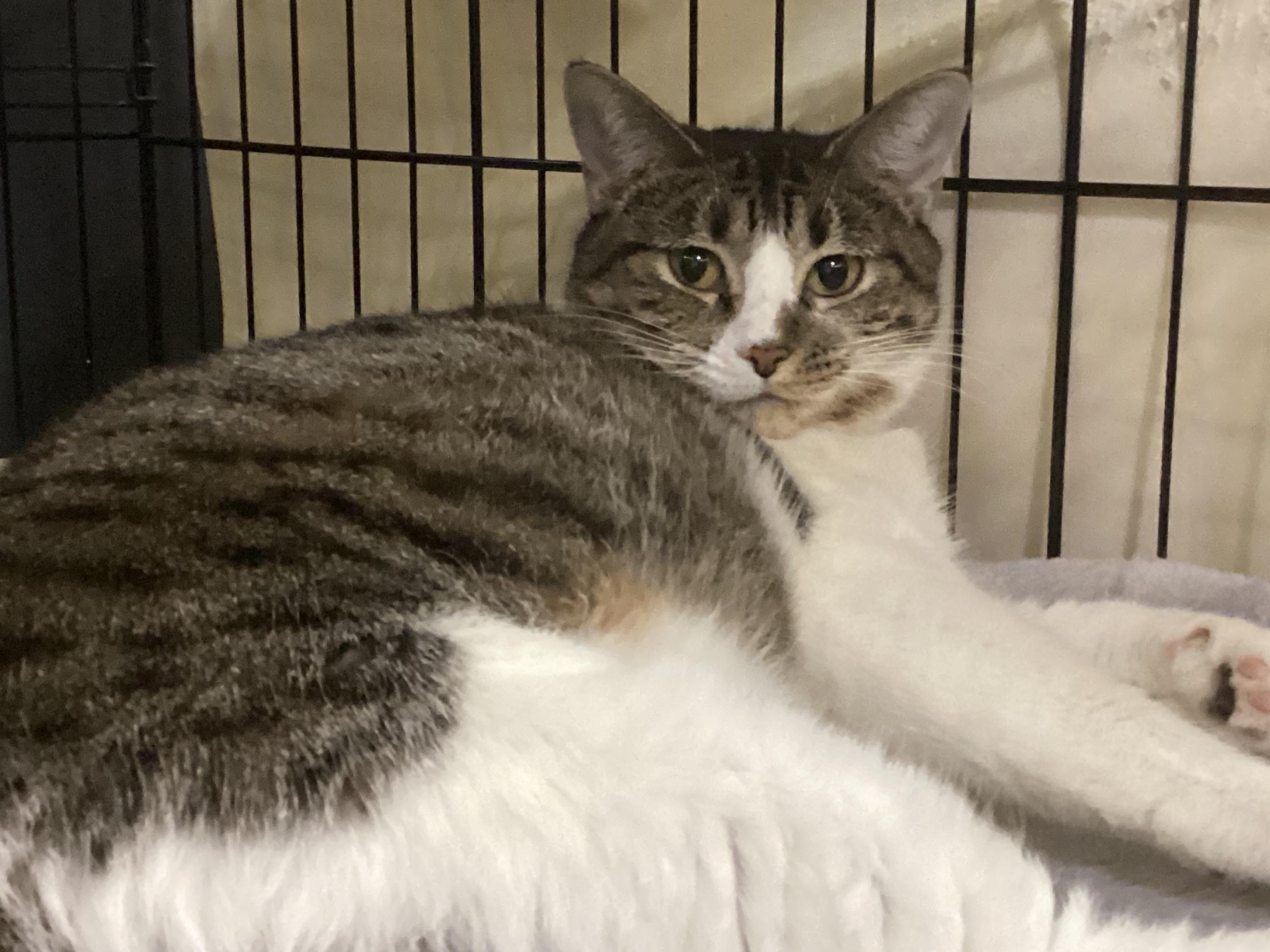 MONICA, an adoptable Tabby in Lake Ozark, MO image 2/2