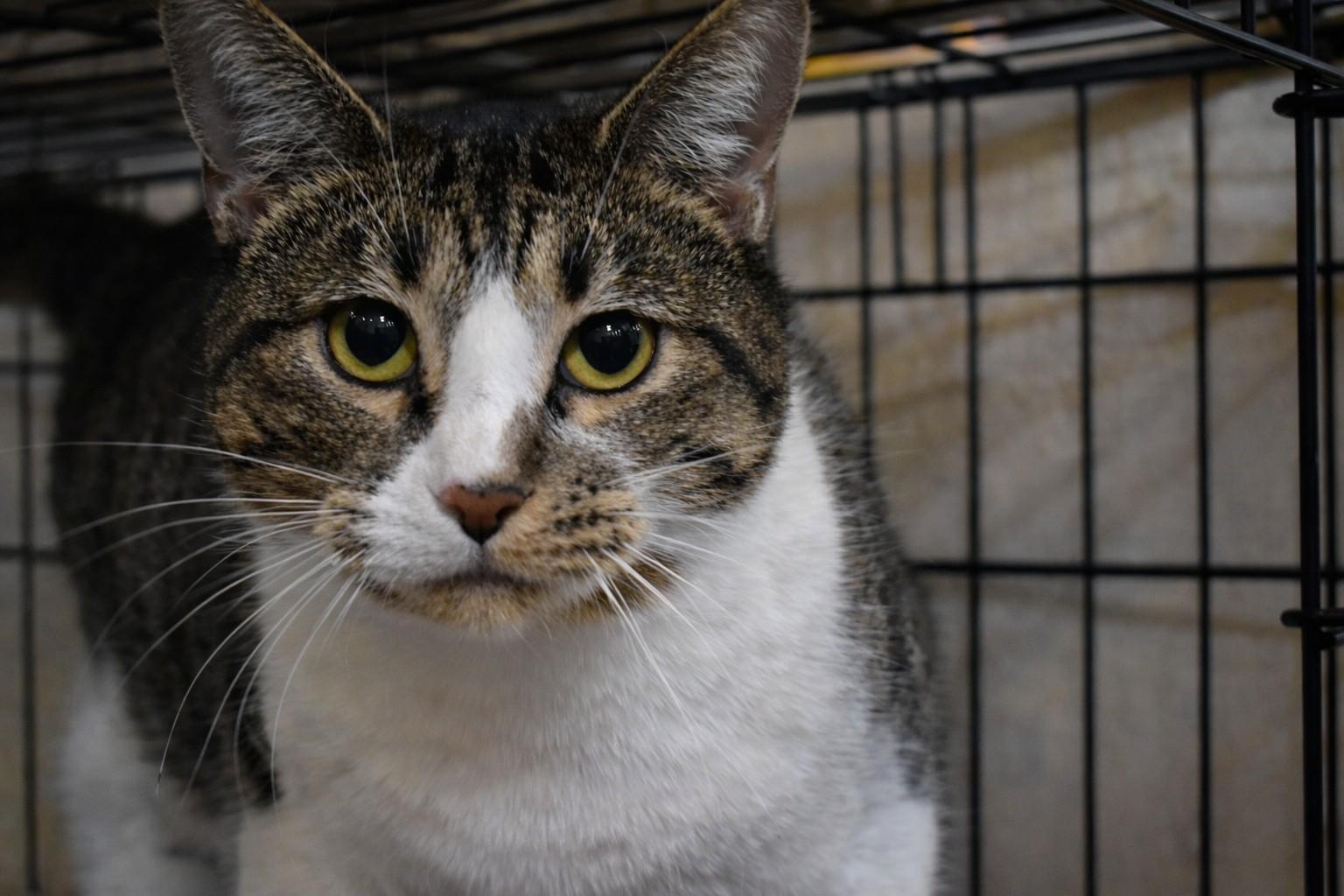 MONICA, an adoptable Tabby in Lake Ozark, MO image 1/2