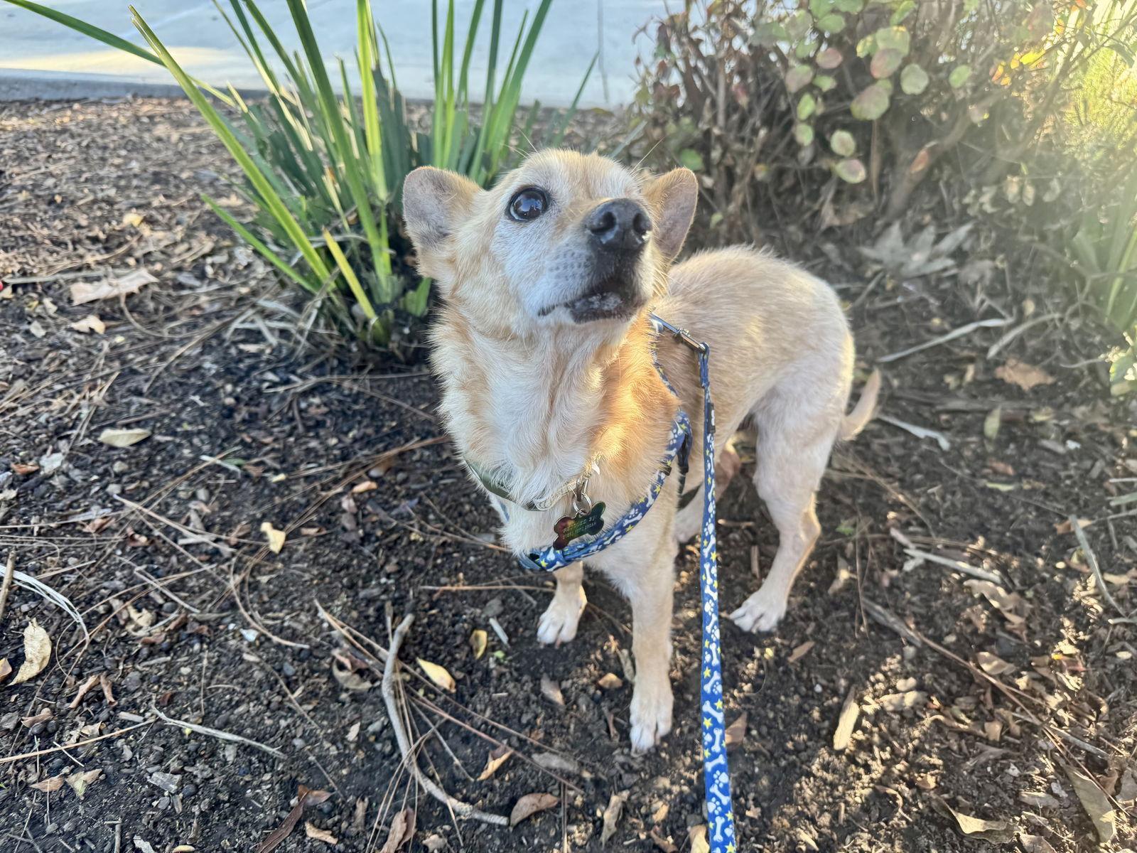 Barrett, Adoptable, Senior Male Chihuahua & Terrier.