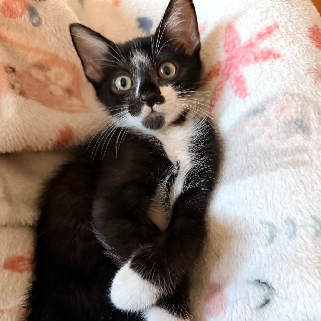 Clyde, Adoptable, Kitten Male Domestic Short Hair.