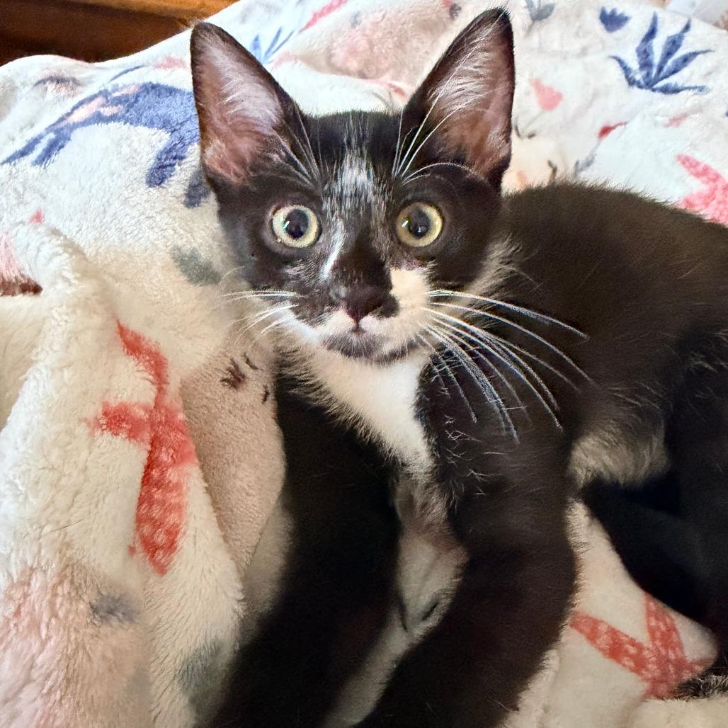 Enlarge Clyde, a Adoptable Domestic Short Hair in Jupiter, FL image 2/6