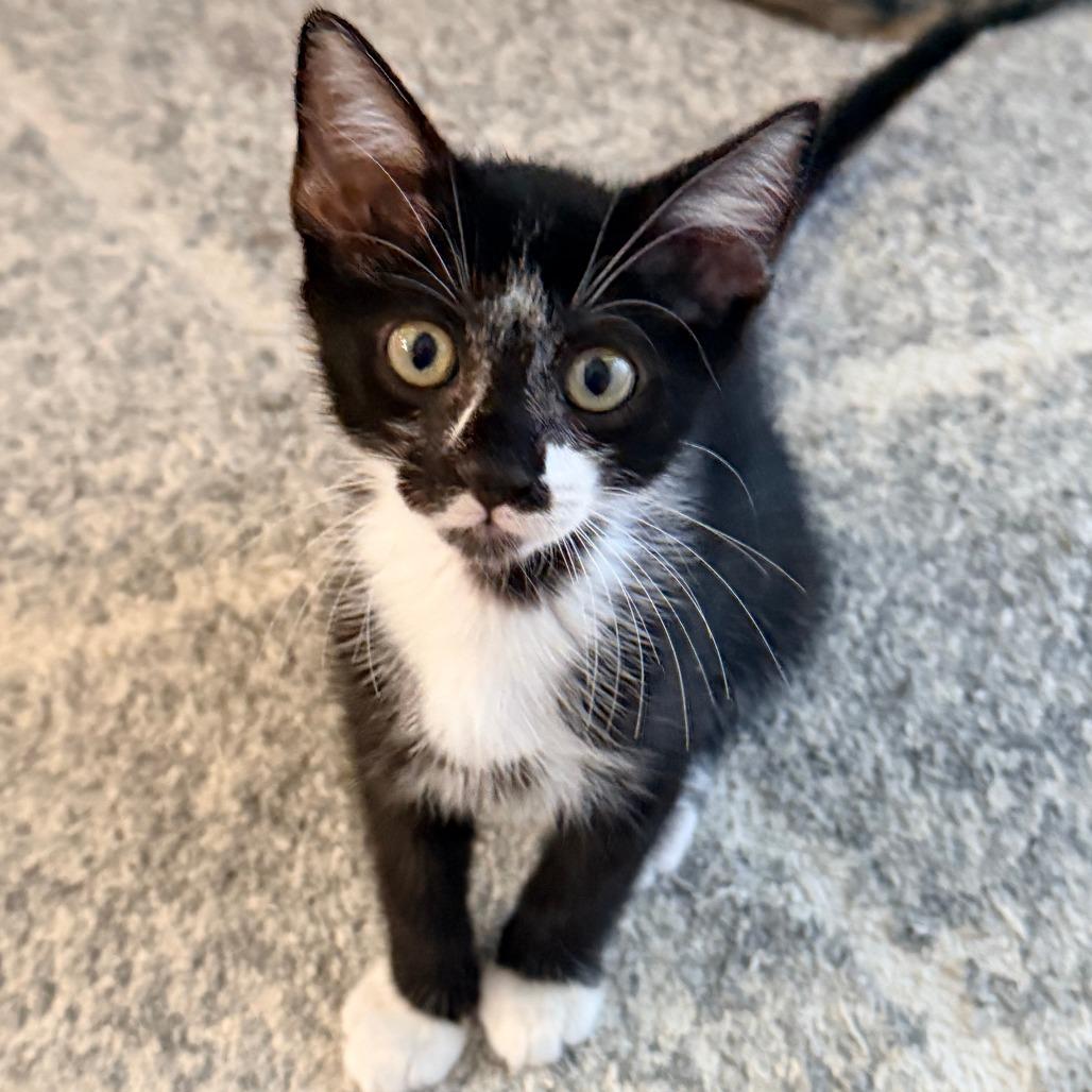 Enlarge Clyde, a Adoptable Domestic Short Hair in Jupiter, FL image 3/6