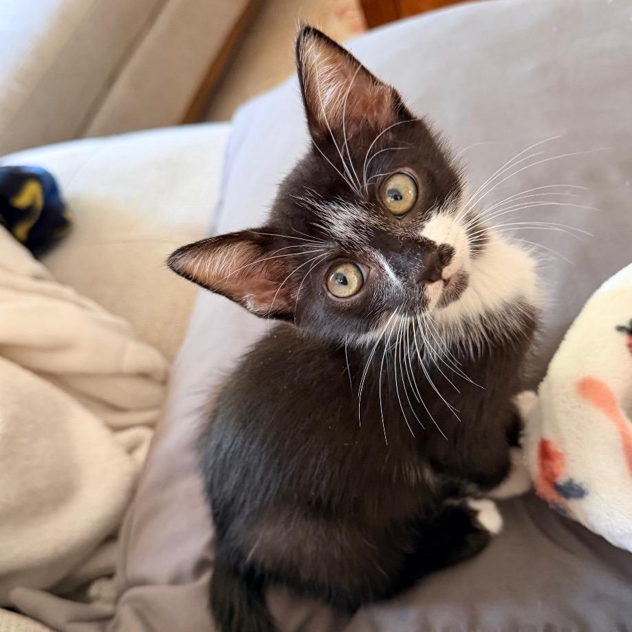Enlarge Clyde, a Adoptable Domestic Short Hair in Jupiter, FL image 5/6
