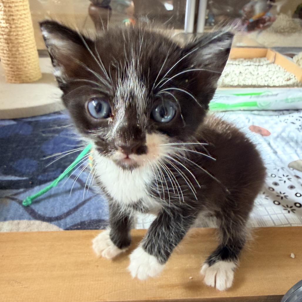 Enlarge Clyde, a Adoptable Domestic Short Hair in Jupiter, FL image 6/6