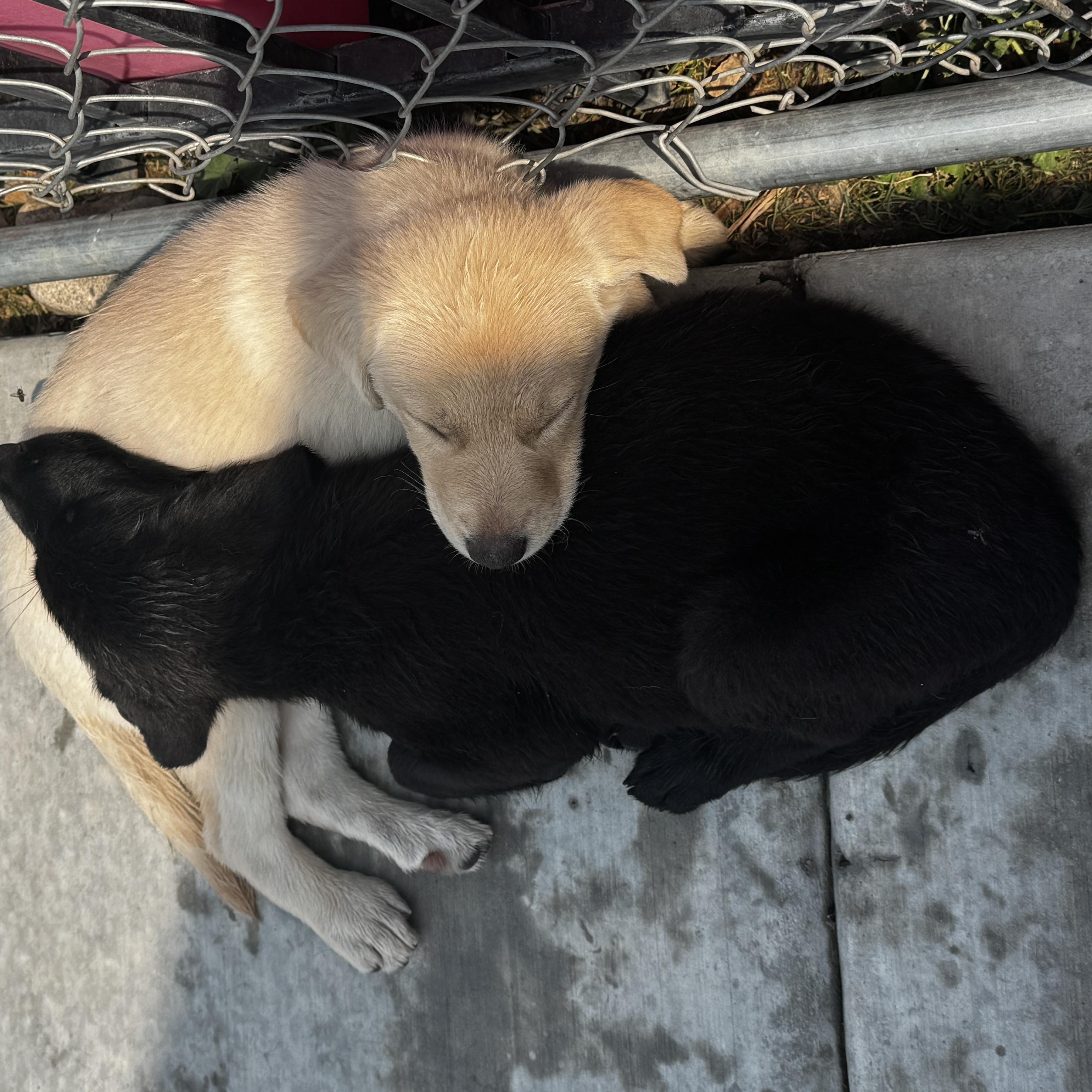 Meet RUBY - OKLAHOMA 9, a Adoptable mixed breed in Eagle, ID image 4/6
