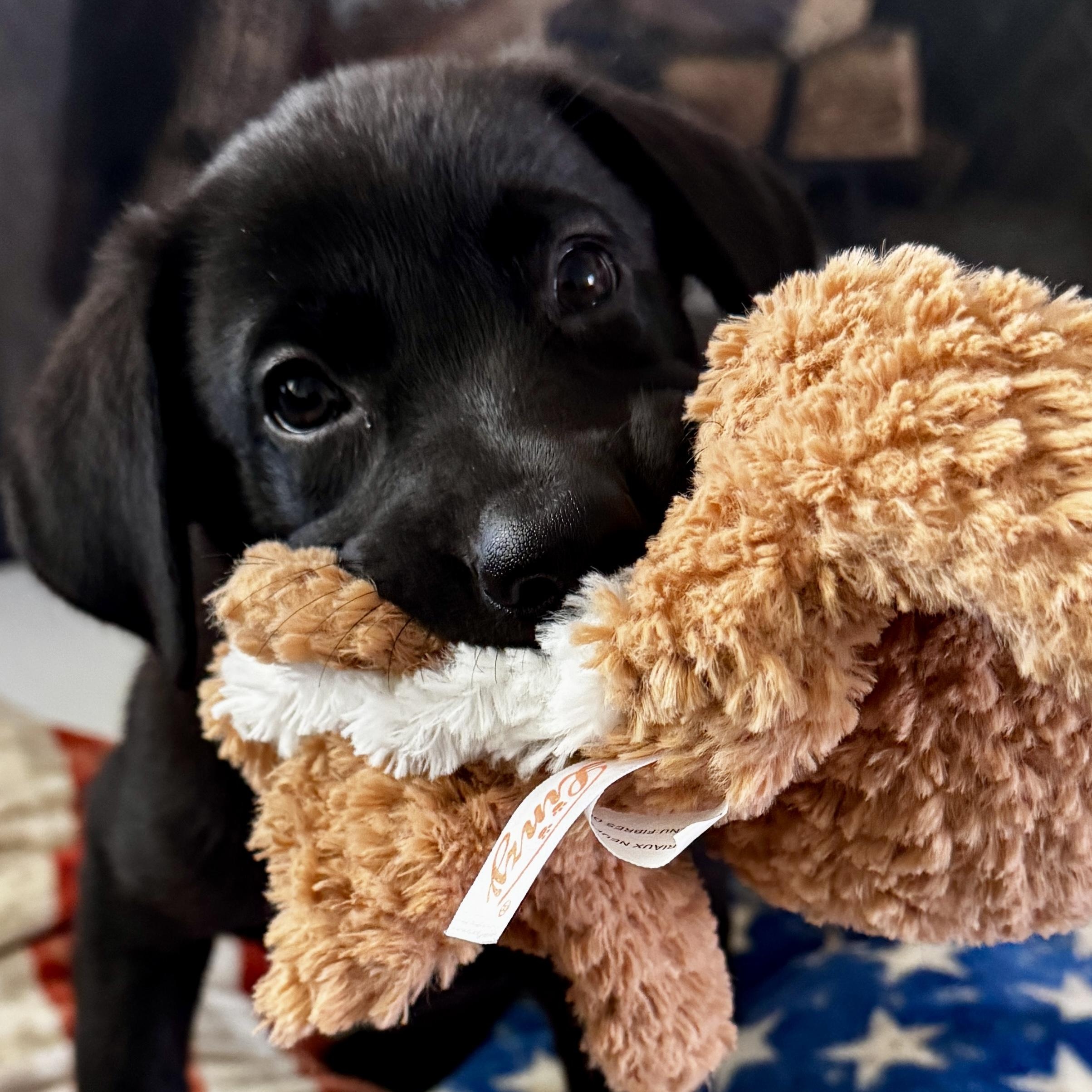 Meet RUBY - OKLAHOMA 9, Adoptable, Puppy Female Labrador Retriever.
