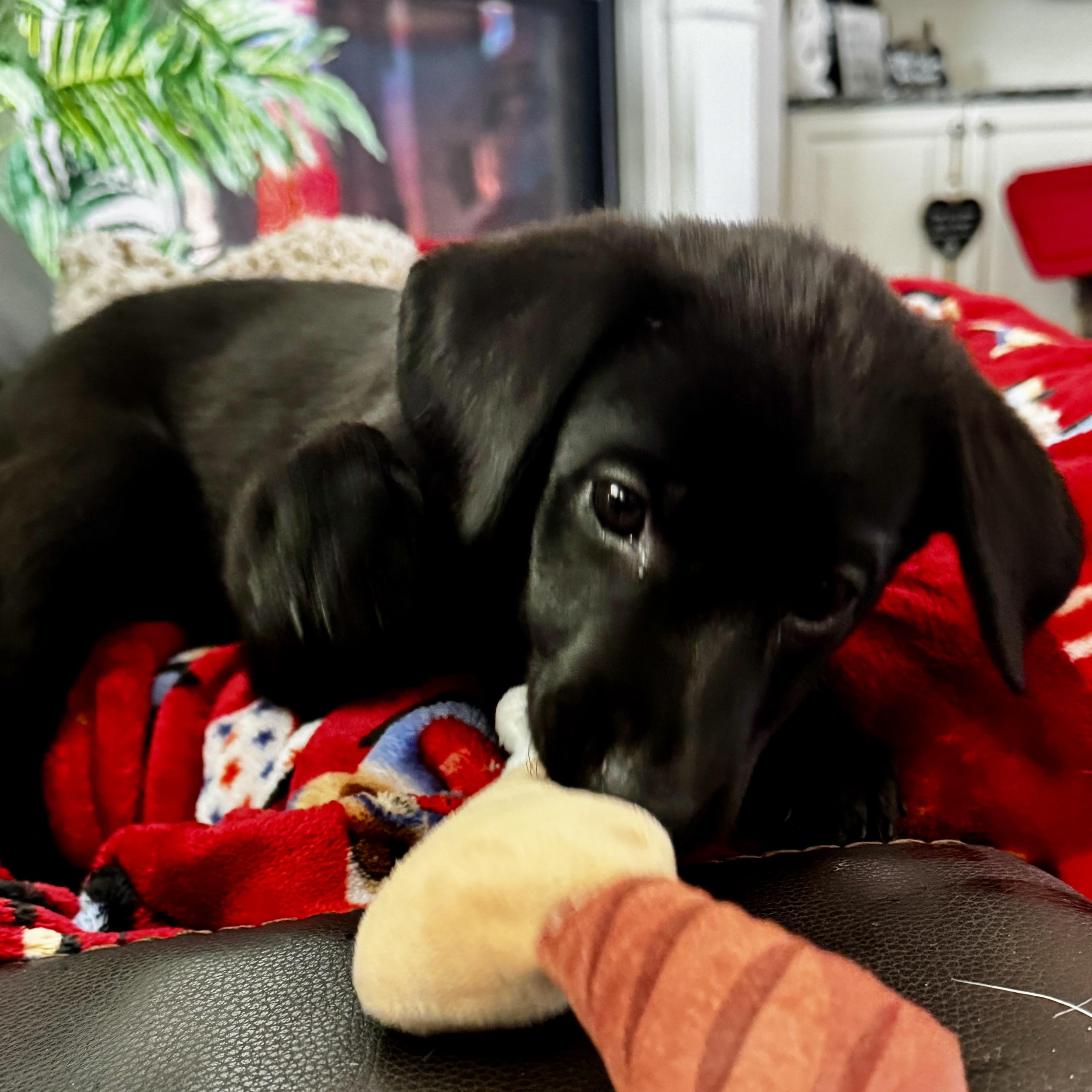 Meet RUBY - OKLAHOMA 9, a Adoptable mixed breed in Eagle, ID image 2/6