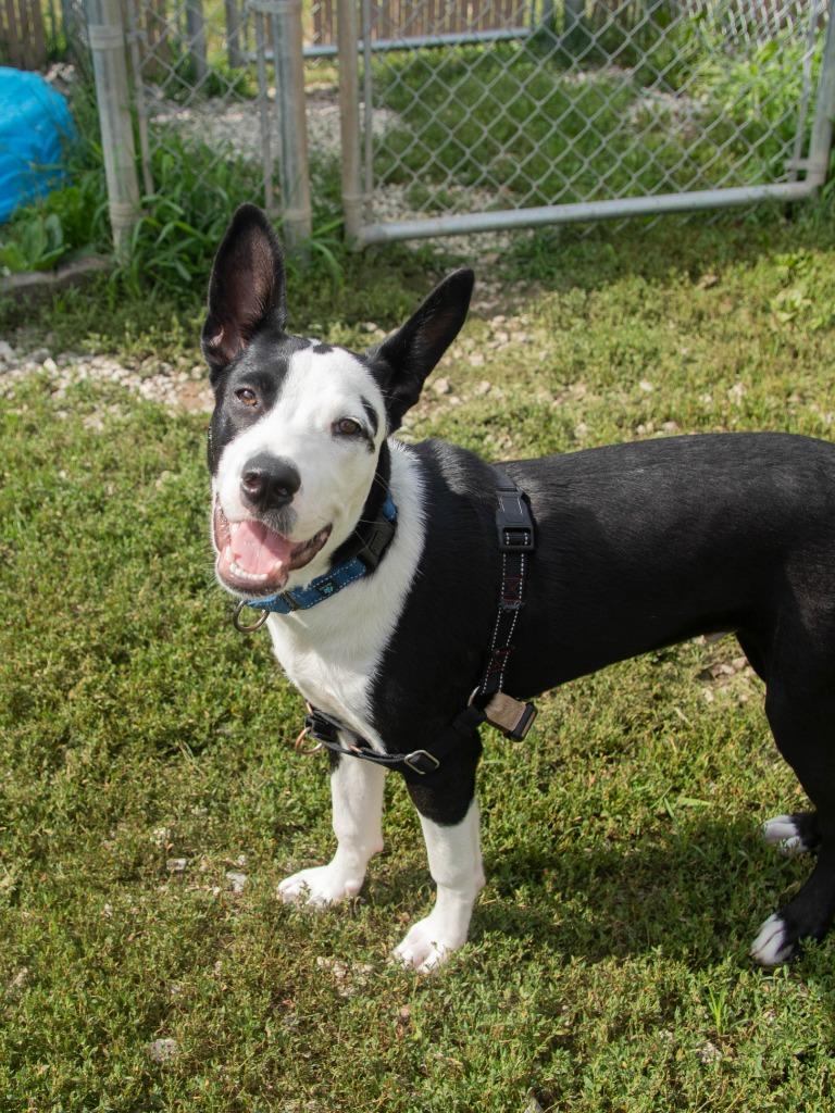 Where, Adoptable, Young Male Pit Bull Terrier & Border Collie.