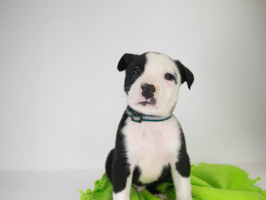 Where, Adoptable, Young Male Pit Bull Terrier & Border Collie.