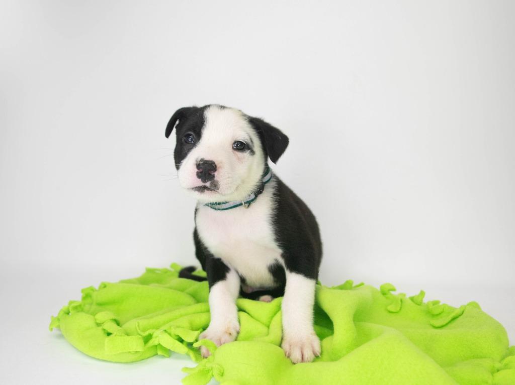 Where, a Adoptable mixed breed in Lansing, KS image 2/6