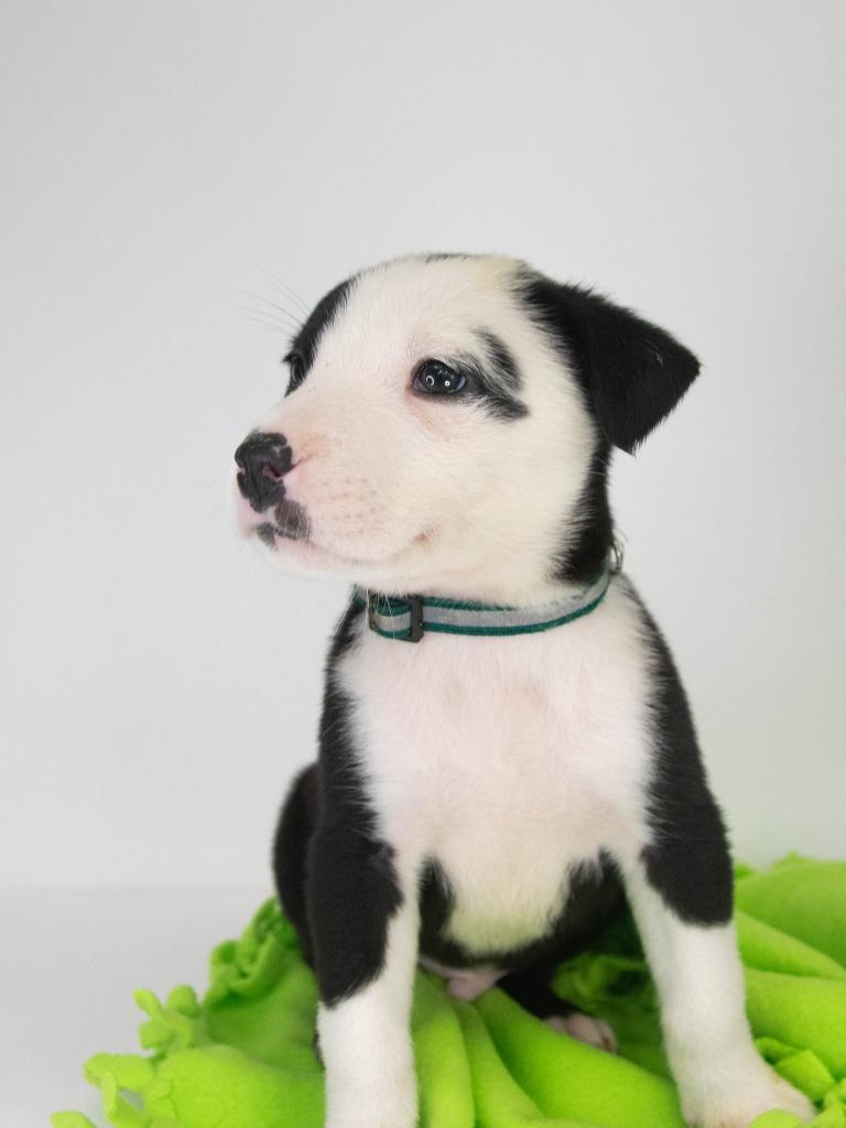 Where, a Adoptable mixed breed in Lansing, KS image 3/6