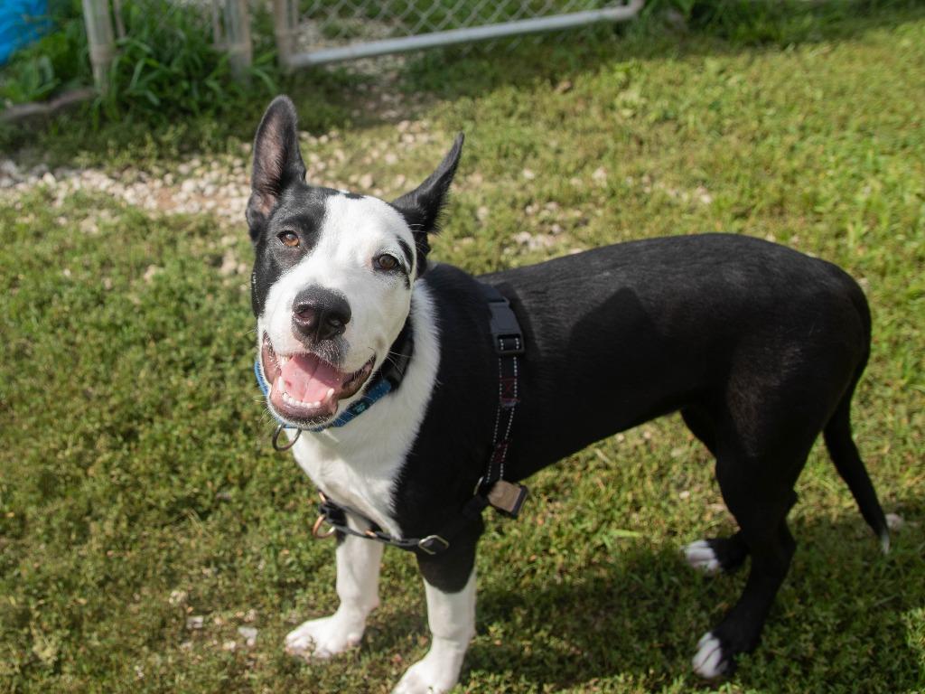 Where, a Adoptable mixed breed in Lansing, KS image 5/6