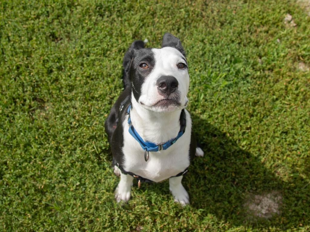 Enlarge Where, a Adoptable mixed breed in Lansing, KS image 5/6