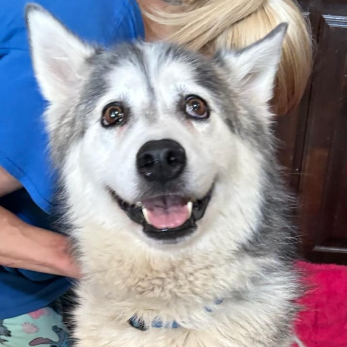 Enlarge Isha, a Adoptable Husky in RIDGEFIELD, NJ image 3/5