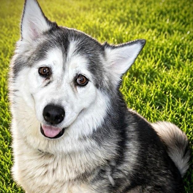 Isha, Adoptable, Adult Female Husky.