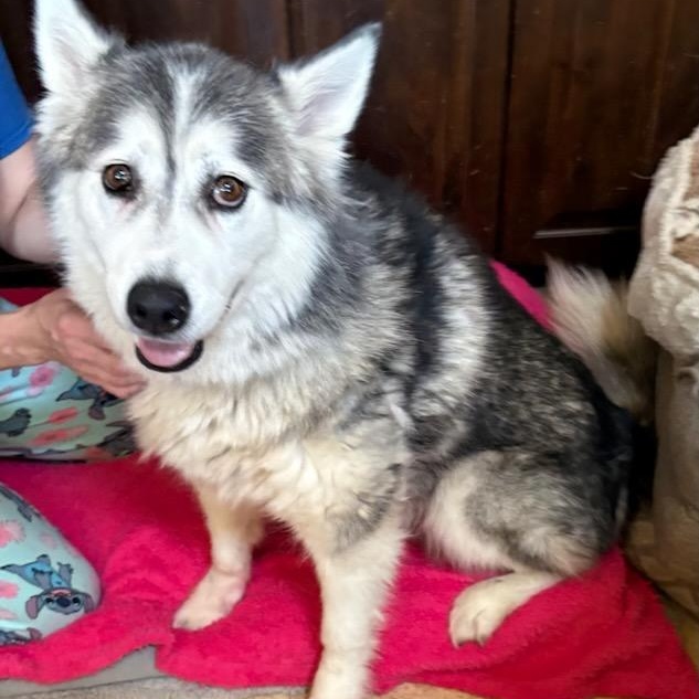 Enlarge Isha, a Adoptable Husky in RIDGEFIELD, NJ image 4/5