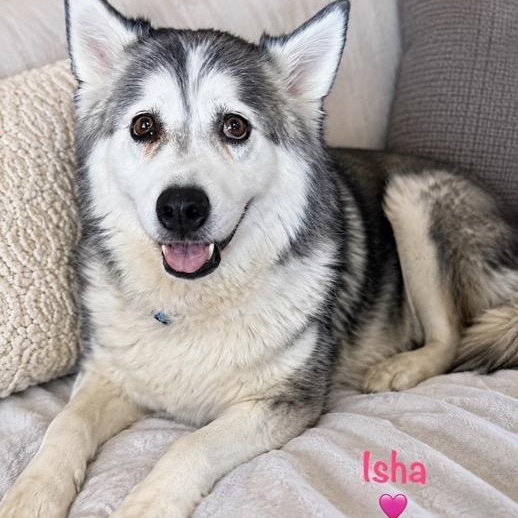 Enlarge Isha, a Adoptable Husky in RIDGEFIELD, NJ image 2/5